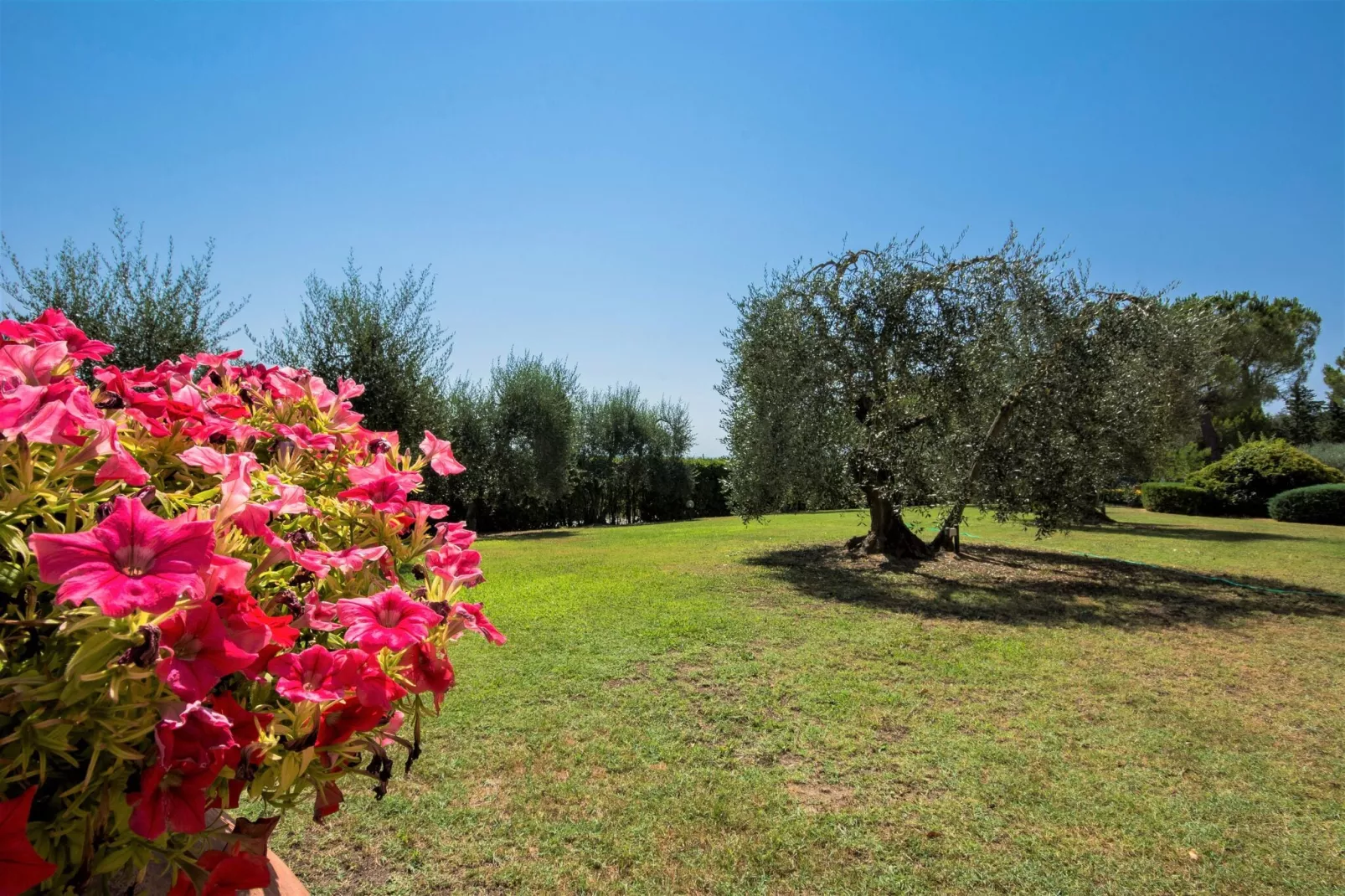 Lago-Gardens summer