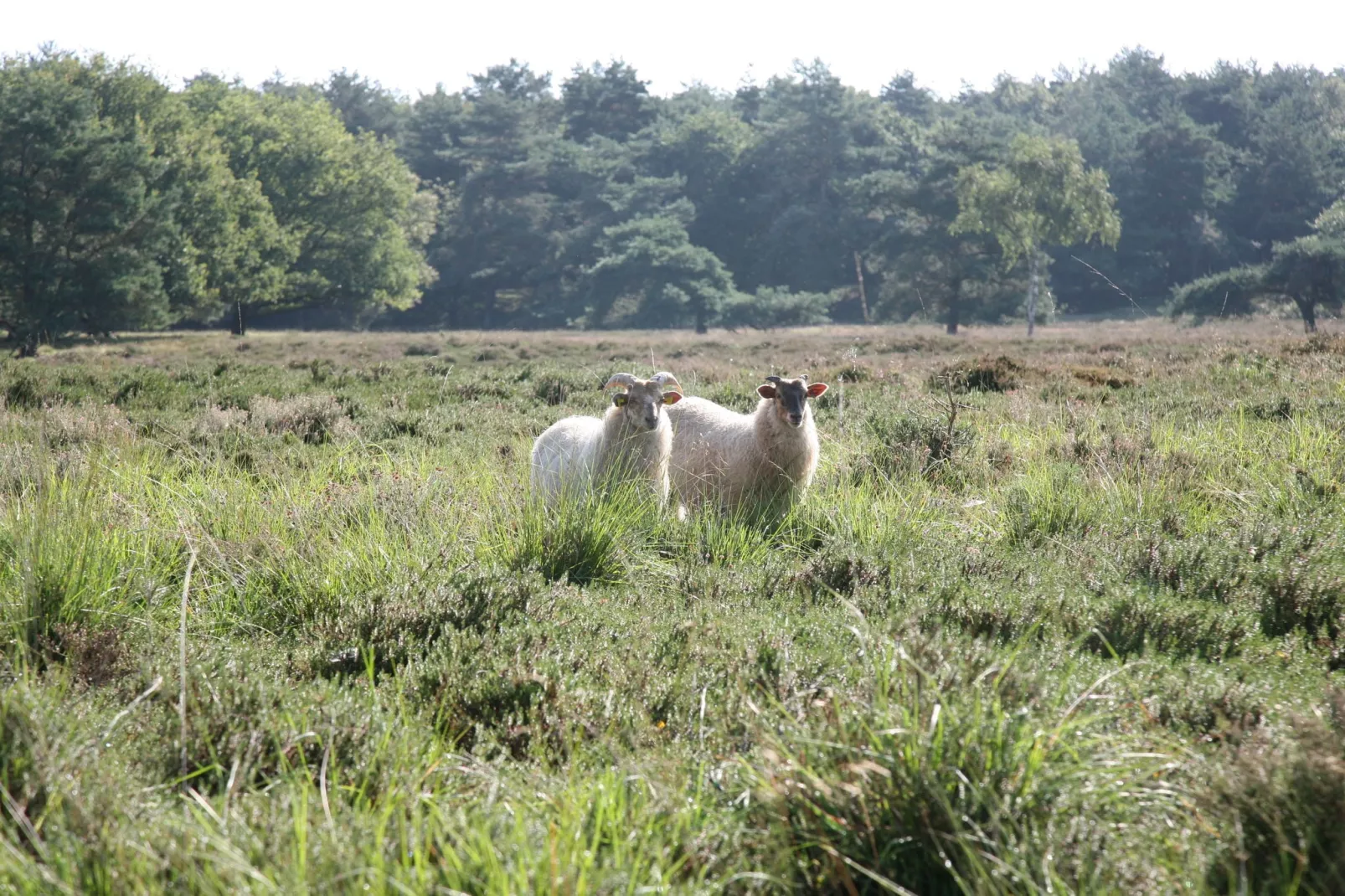 Landgoed Het Grote Zand 1-Areas summer 1km
