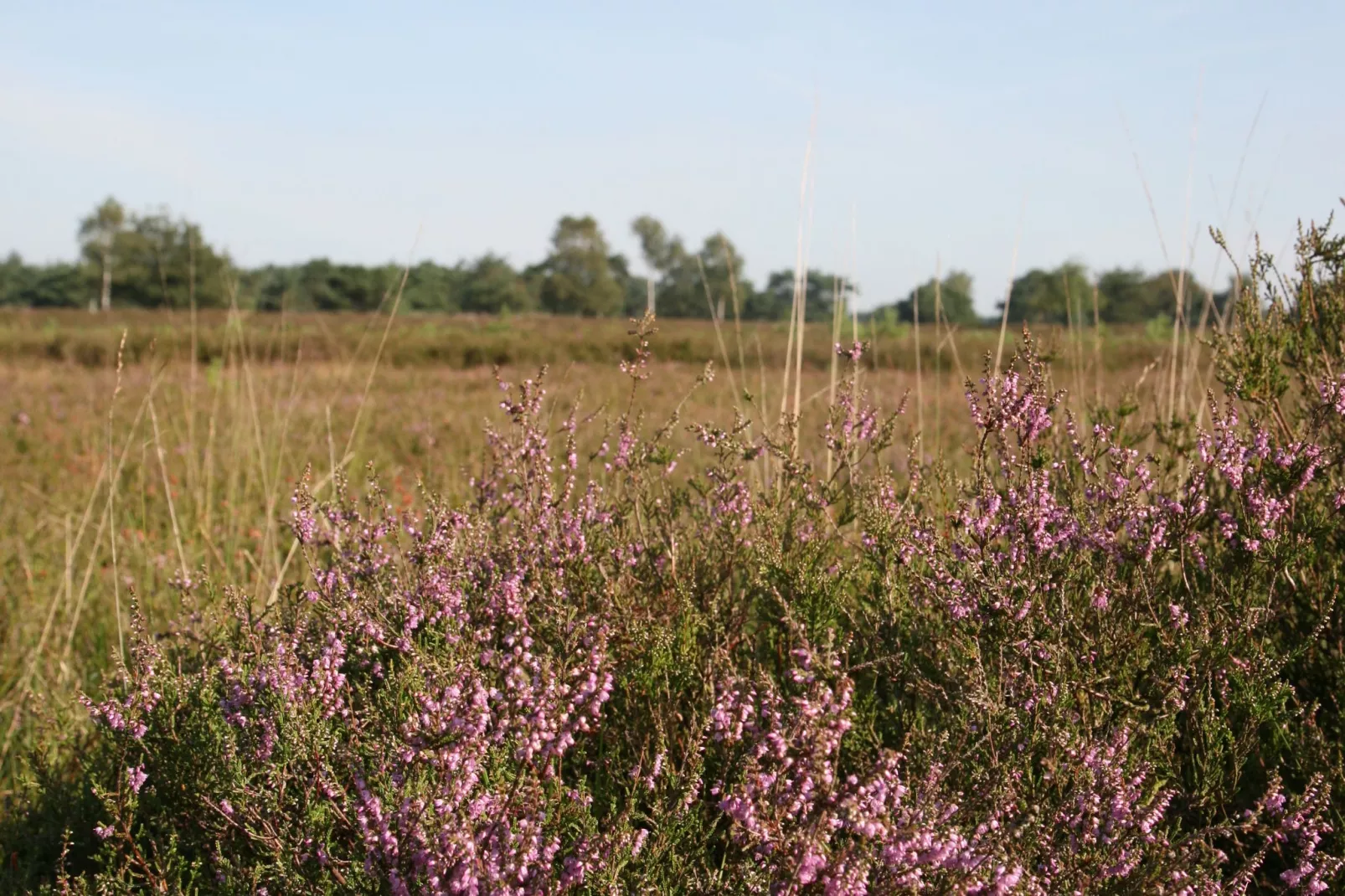 Landgoed Het Grote Zand 1-Areas summer 1km