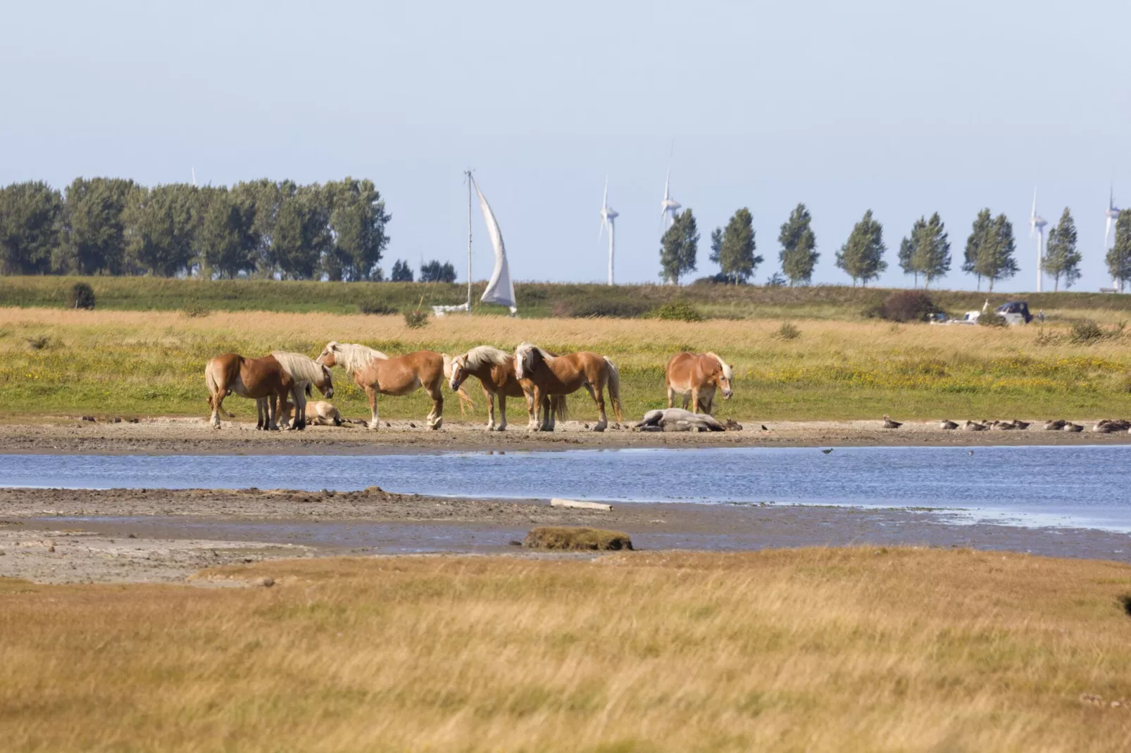 Domein Het Camperveer Veerse Meer 7-Areas summer 1km