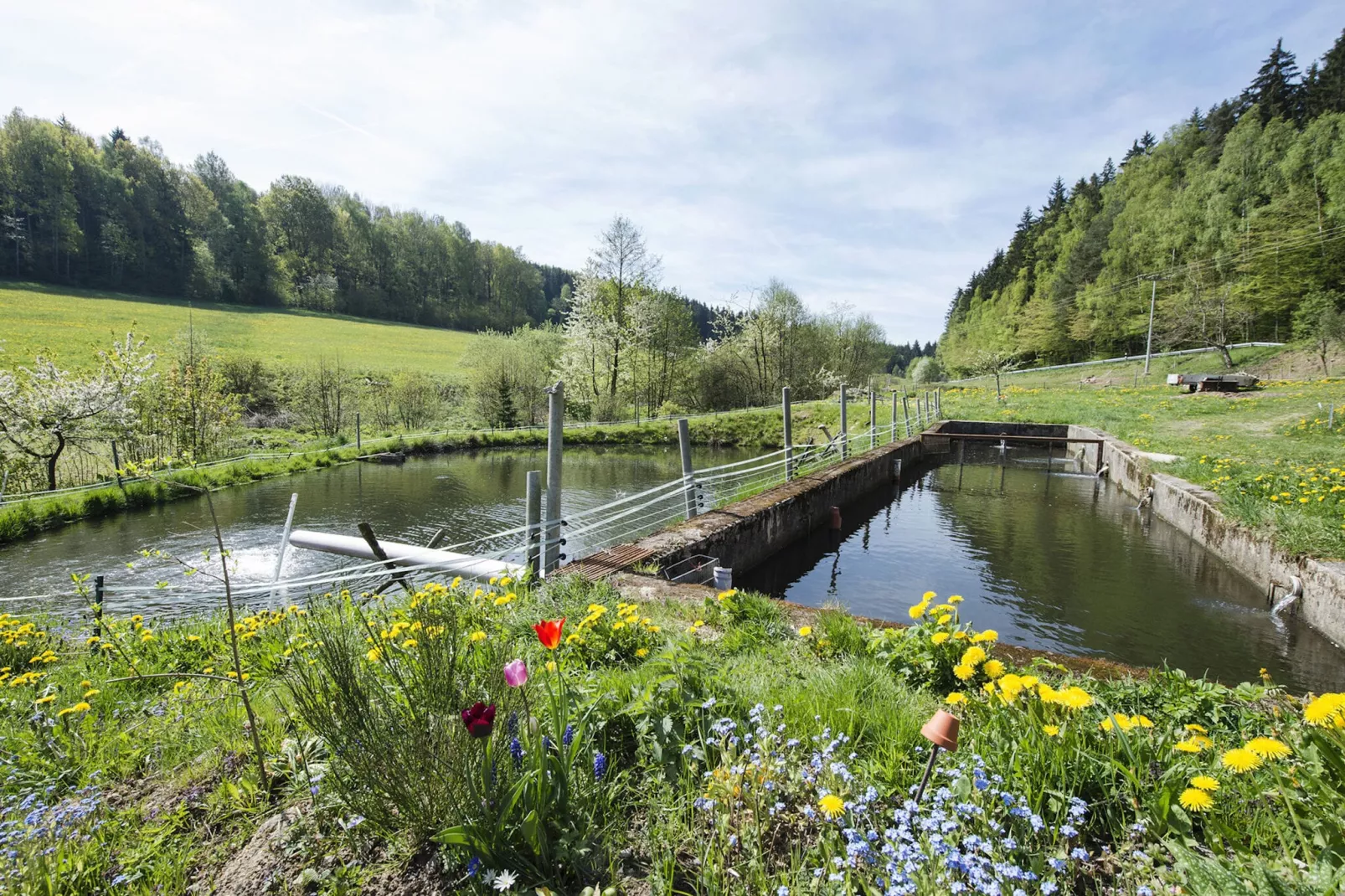 Weiherblasch-View summer