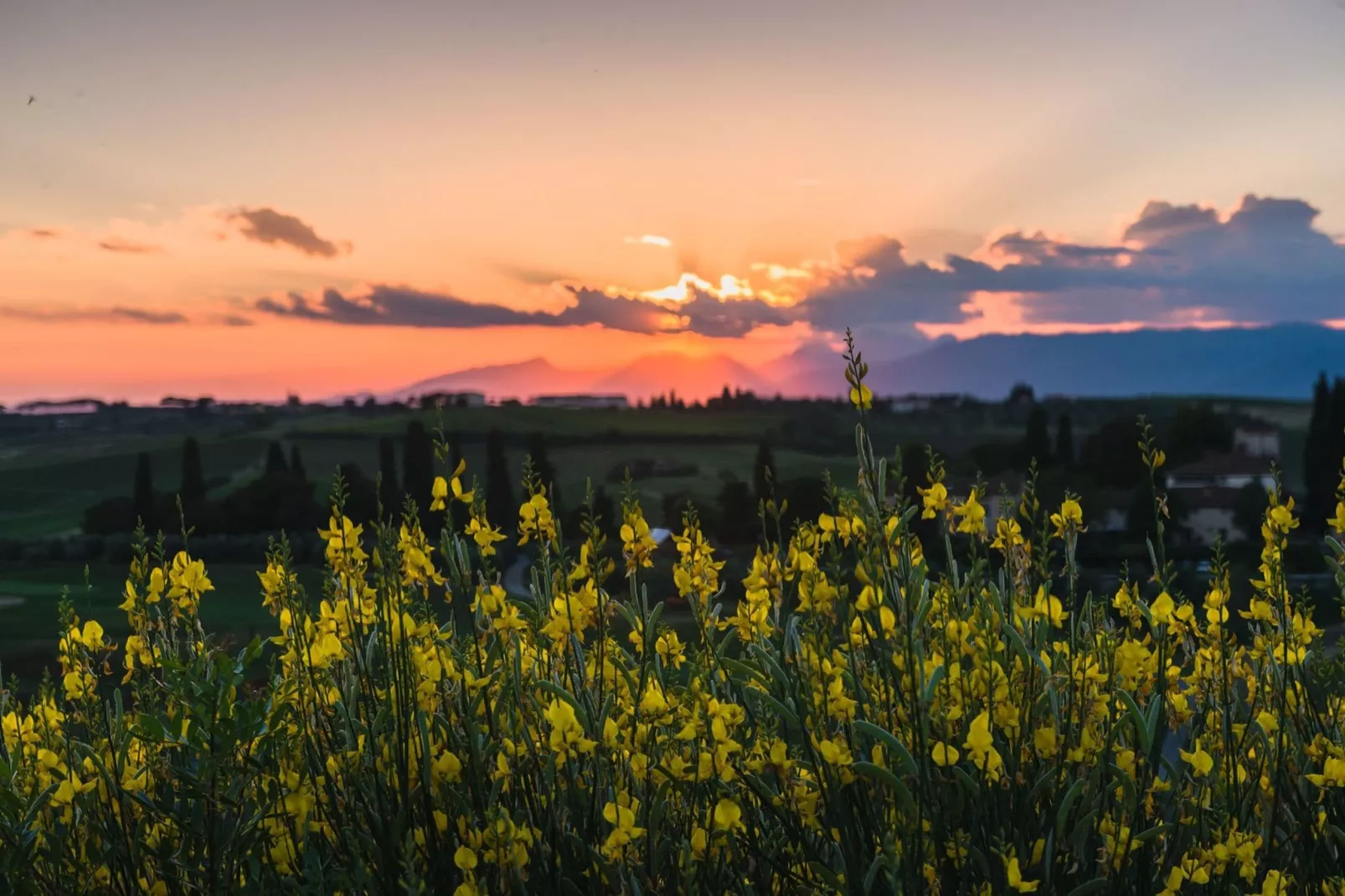 Leonardo-Areas within 1km in summer