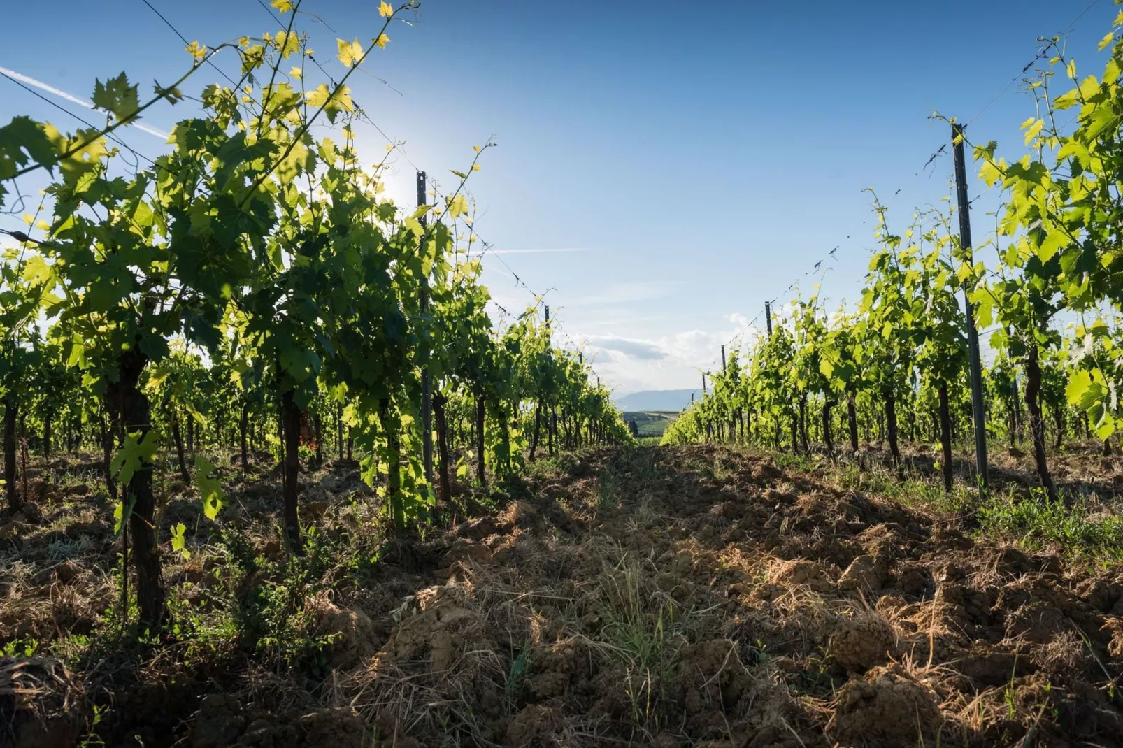 Leonardo-Areas within 1km in summer