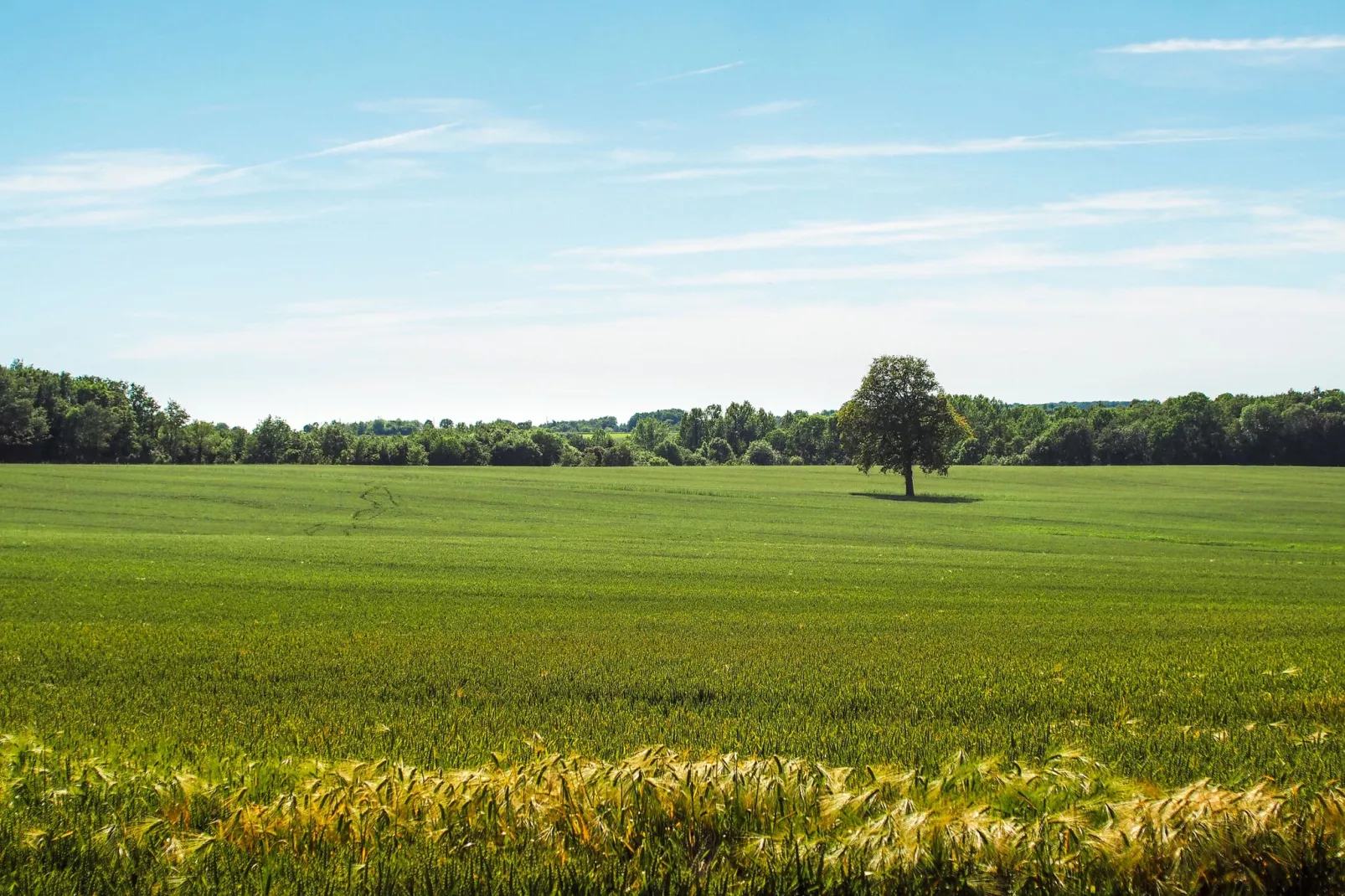 L'Orangerie-Gebiete Sommer 5 km
