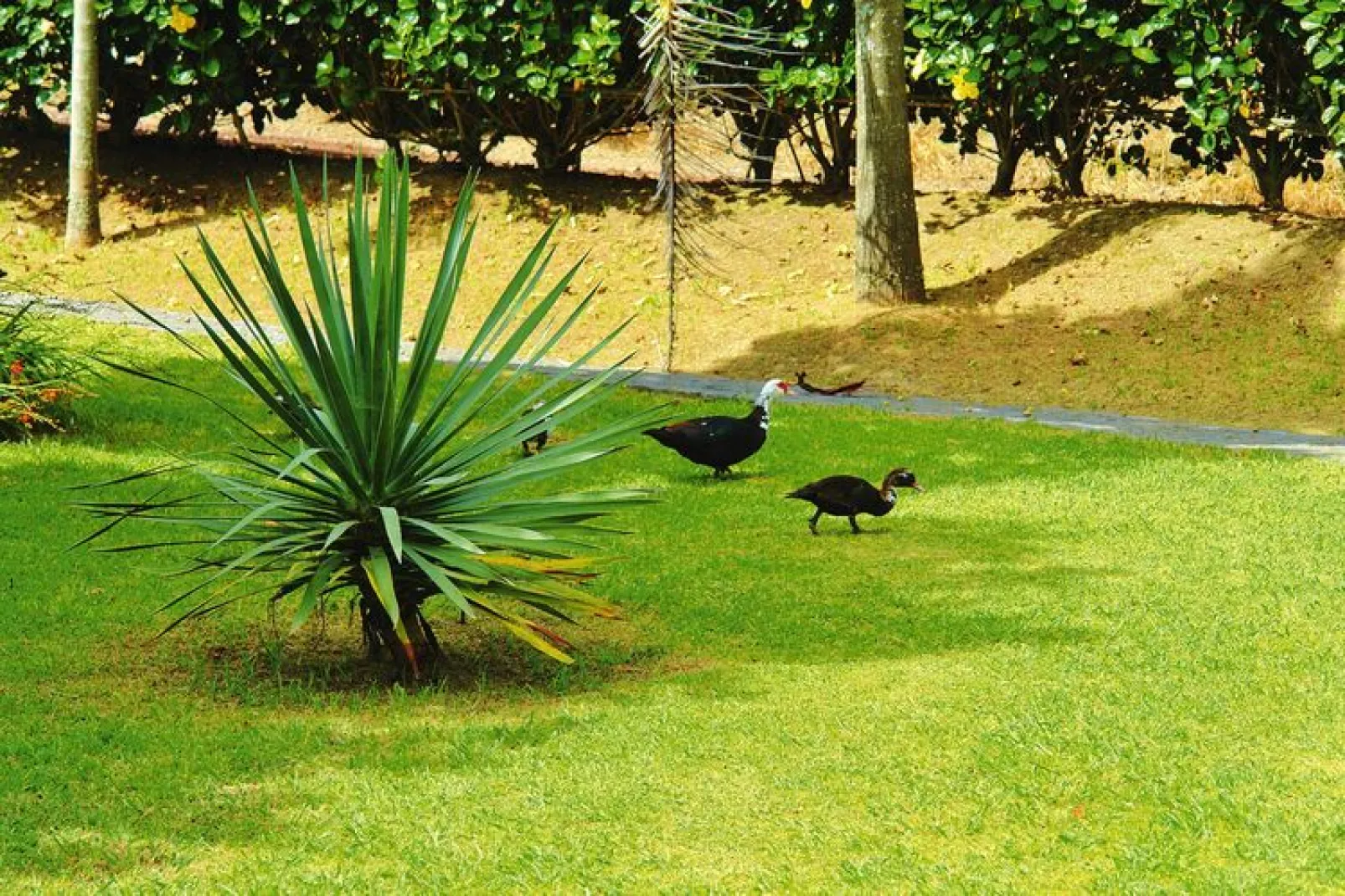 Holiday homes Quinta dos Curubás Vila Franca do Campo // Bungalow T1-Gardens summer