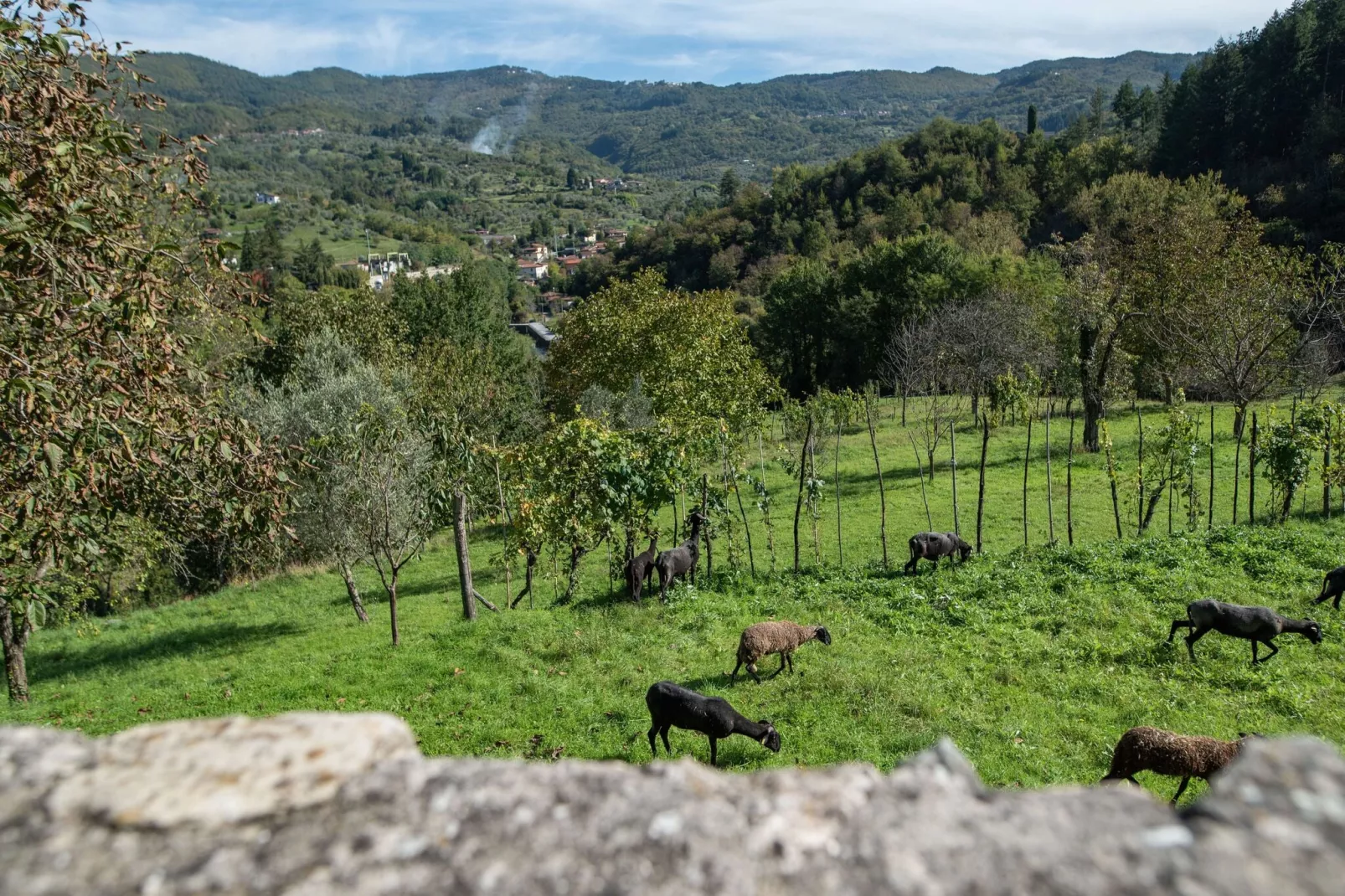 Castello di Argigliano 2-View summer