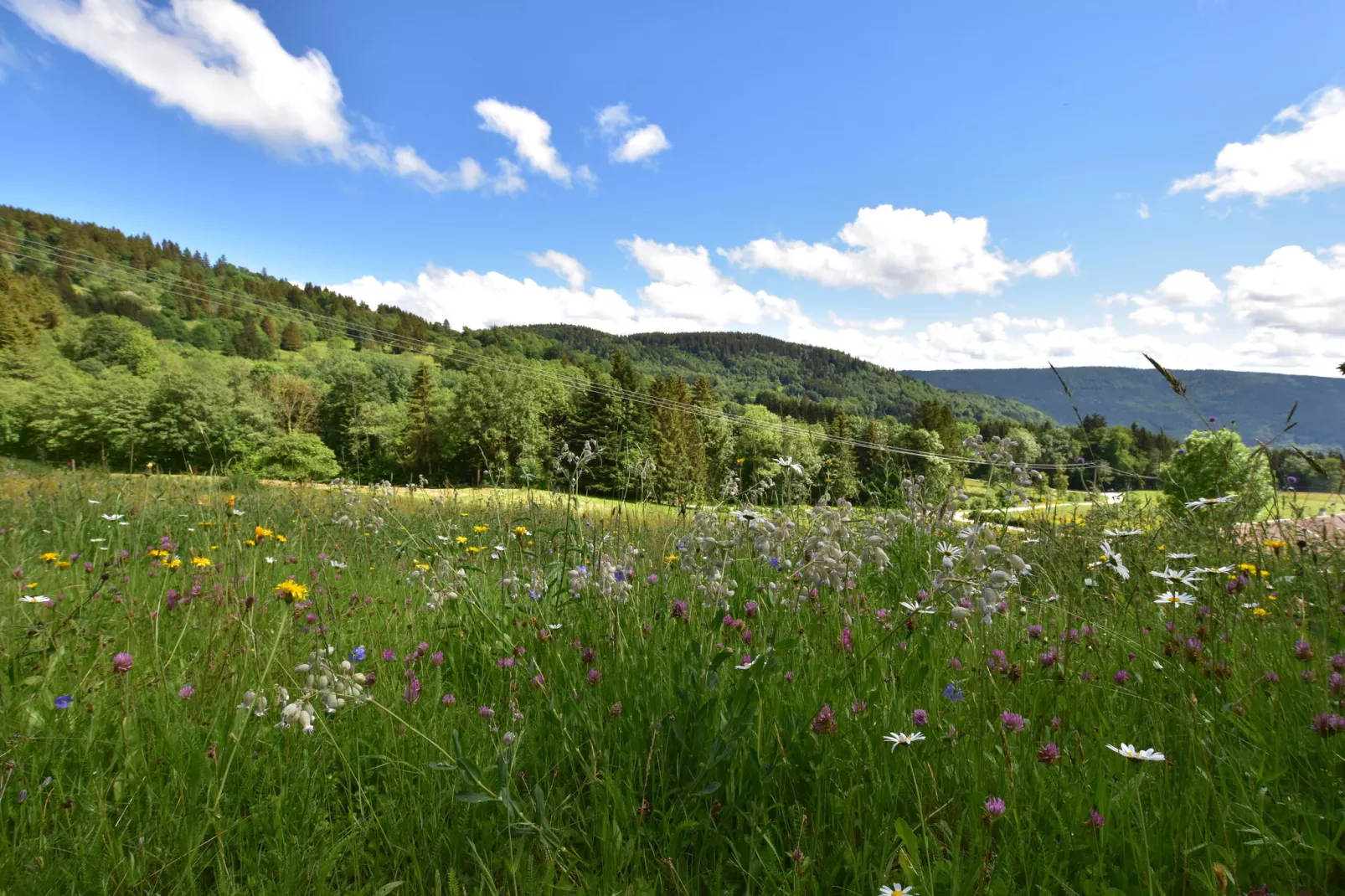 La Bergerie-View in summer