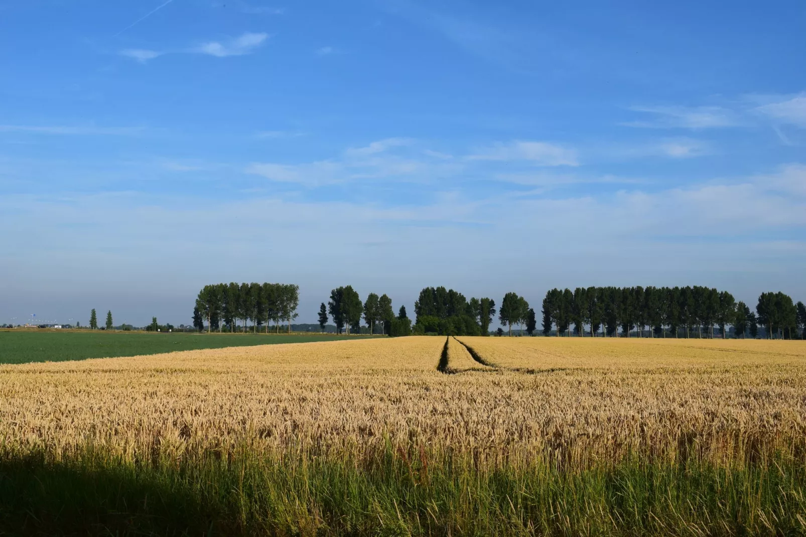 De Zeeschelp-Aussicht Sommer