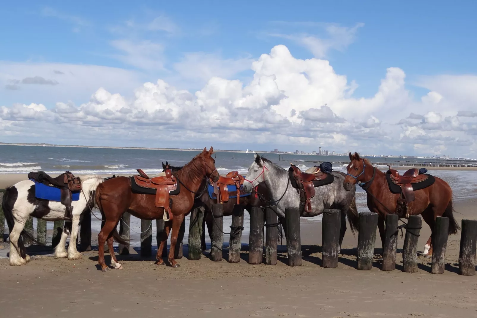 De Zeeschelp-Gebiete Sommer 5 km