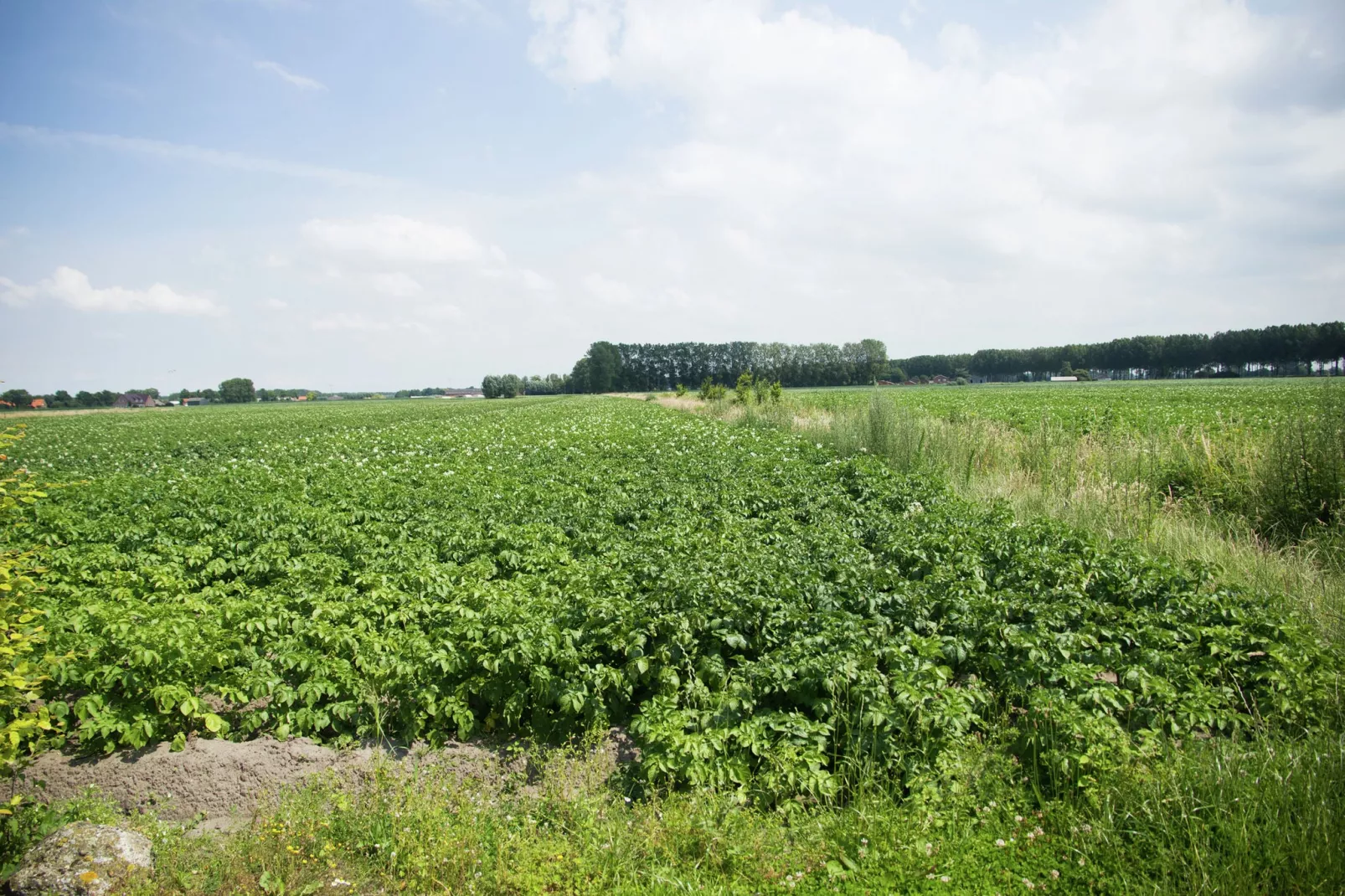 De Biezenknop-View summer