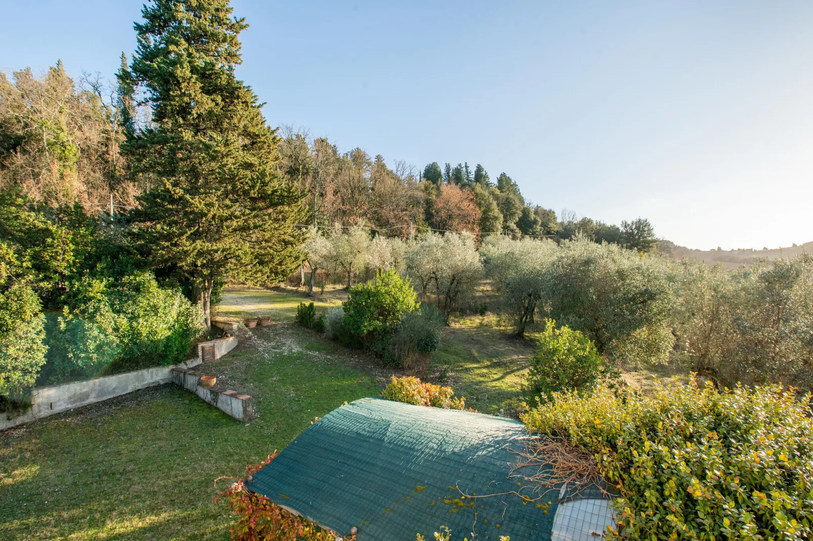Rosa-View in summer