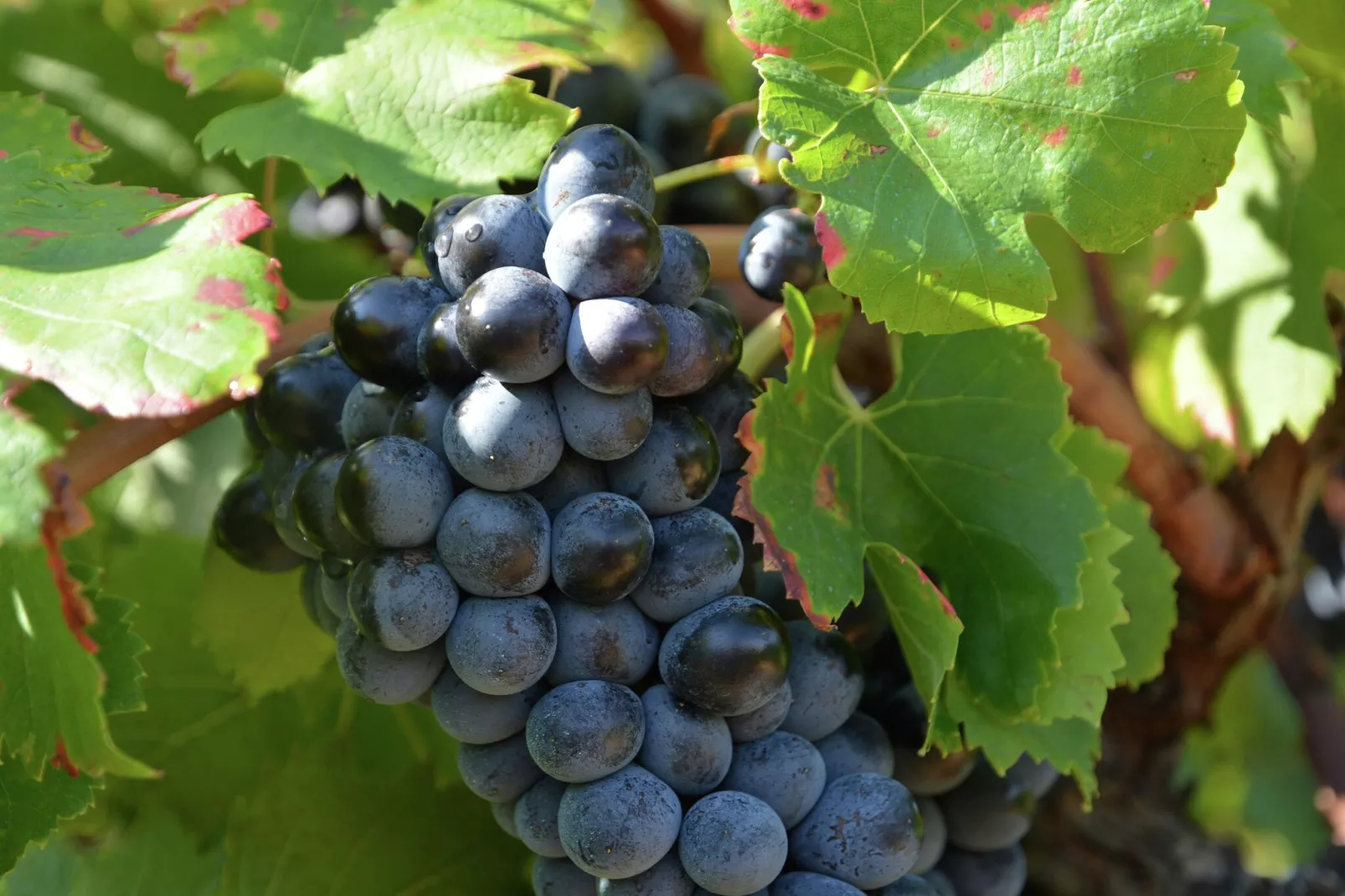 Domaine de Lavit-Ambiance