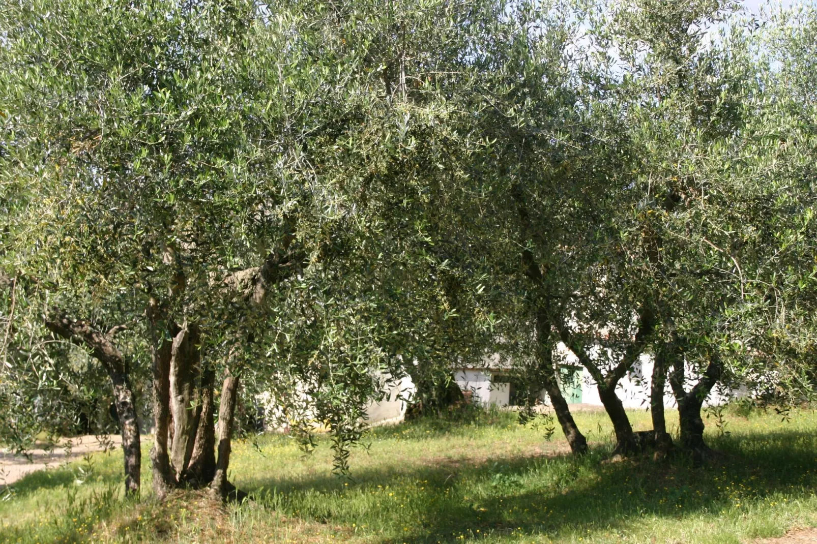 Casalini 2-Gardens summer