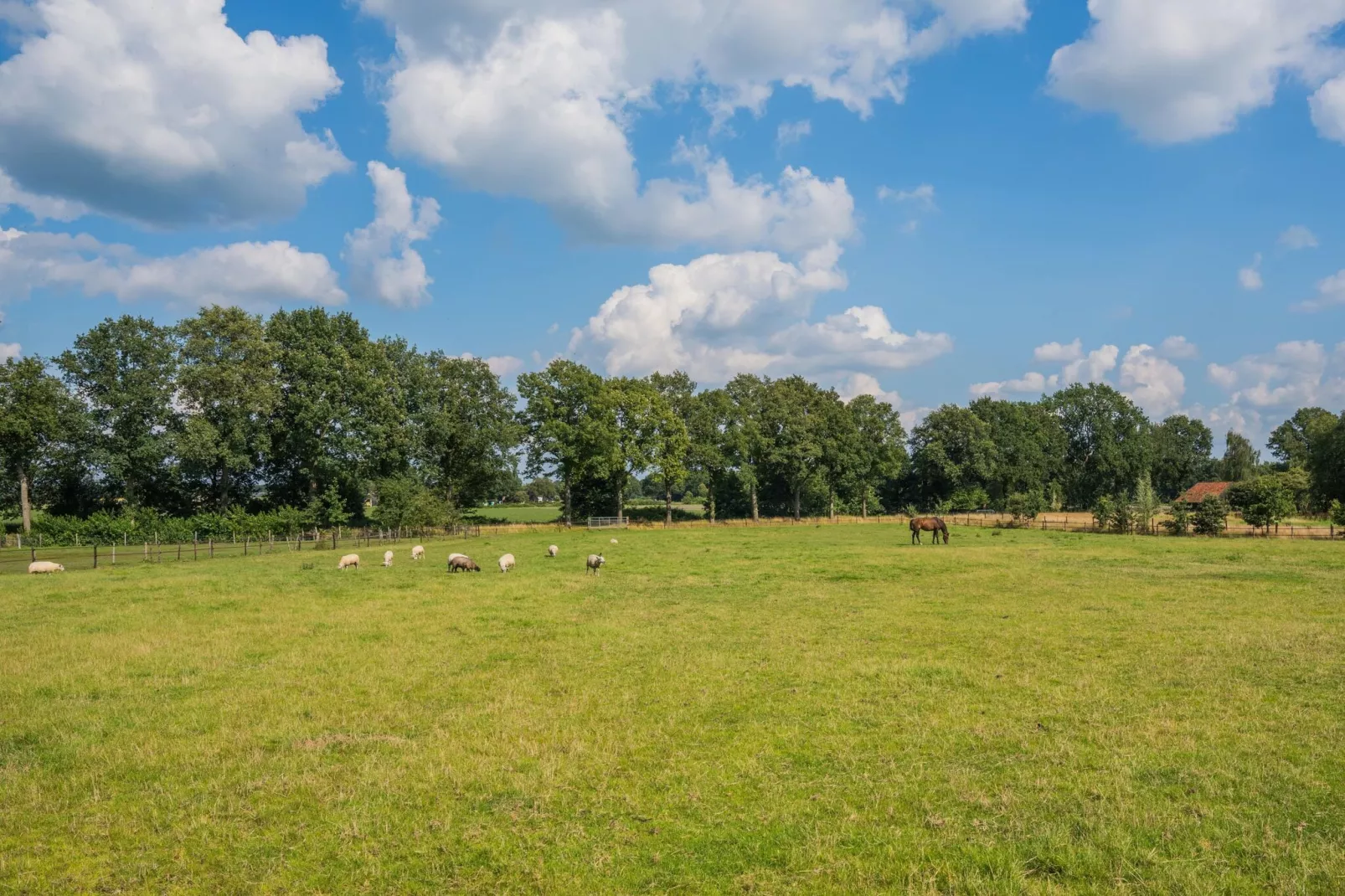 Boerderij Dwingelderveld-Areas summer 1km