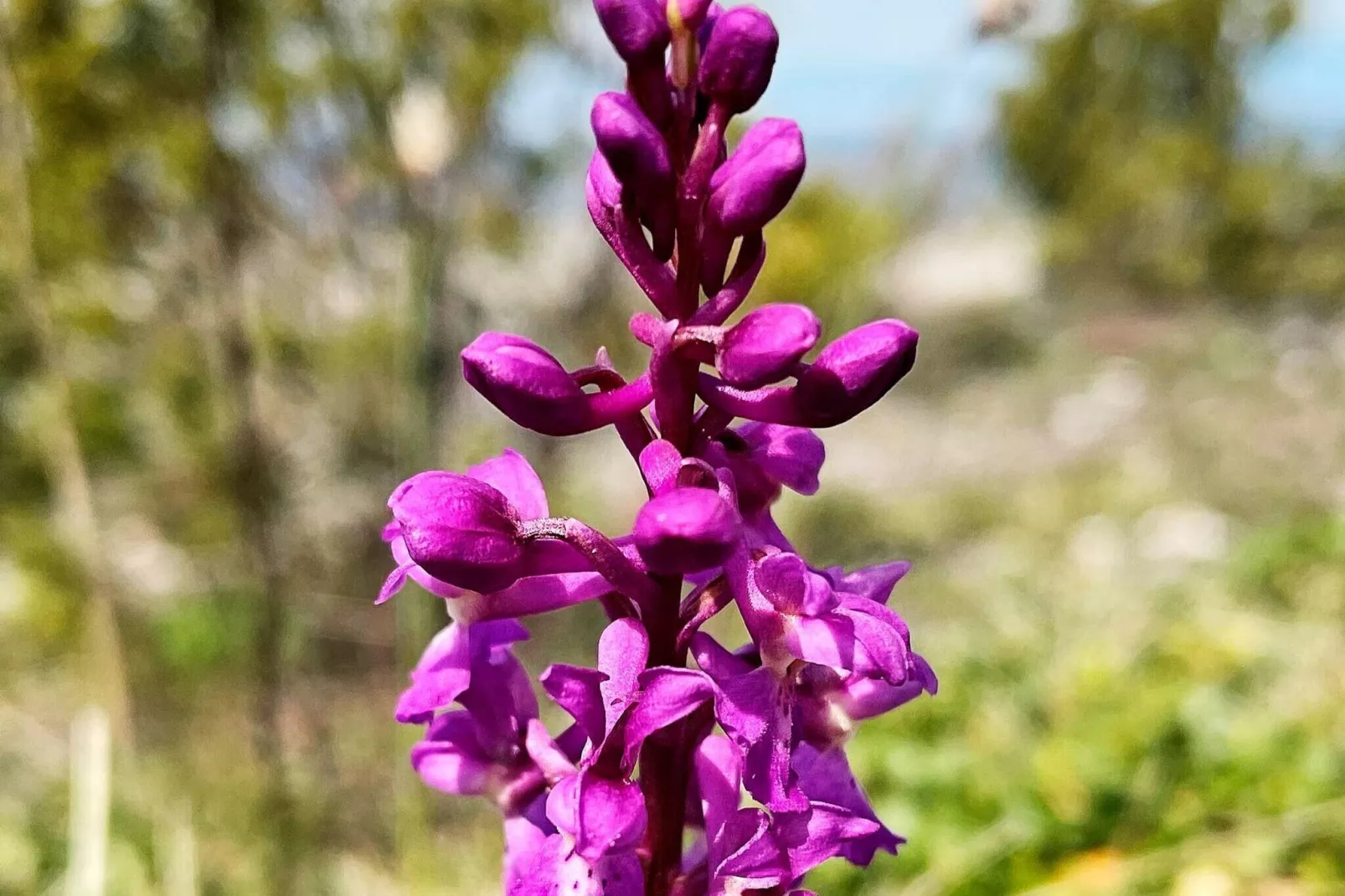 6 Personen Ferienhaus in GOTLANDS TOFTA-By Traum-Nicht zugeordnet