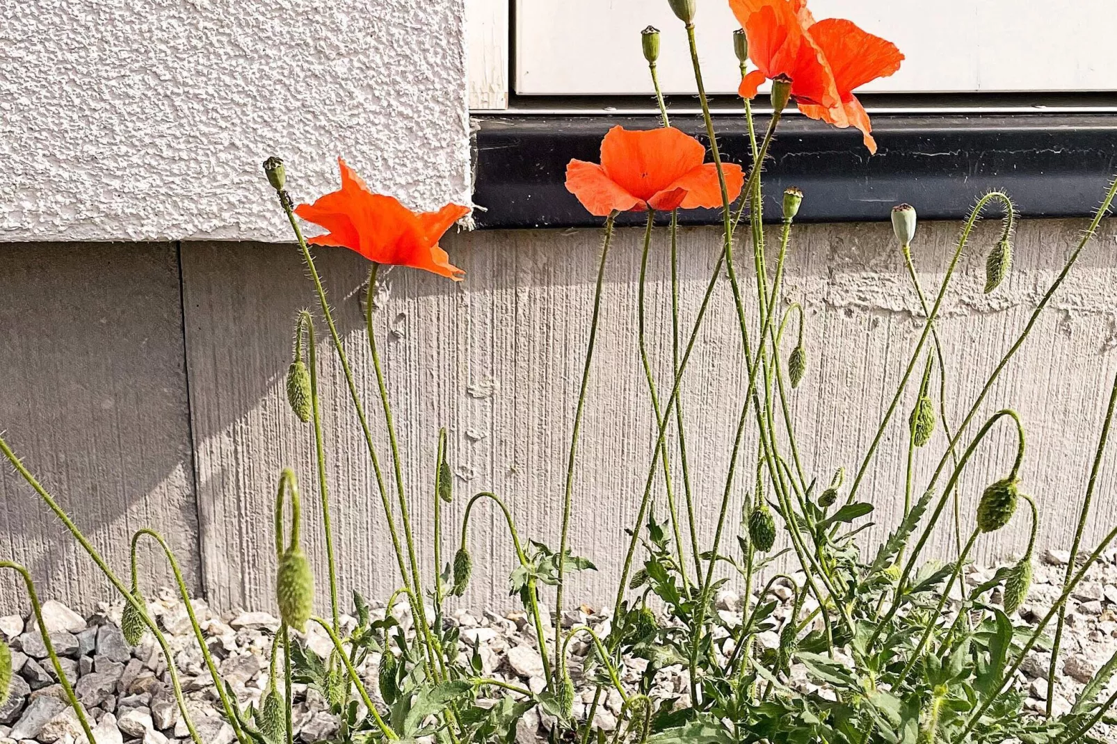 6 Personen Ferienhaus in GOTLANDS TOFTA-By Traum-Nicht zugeordnet