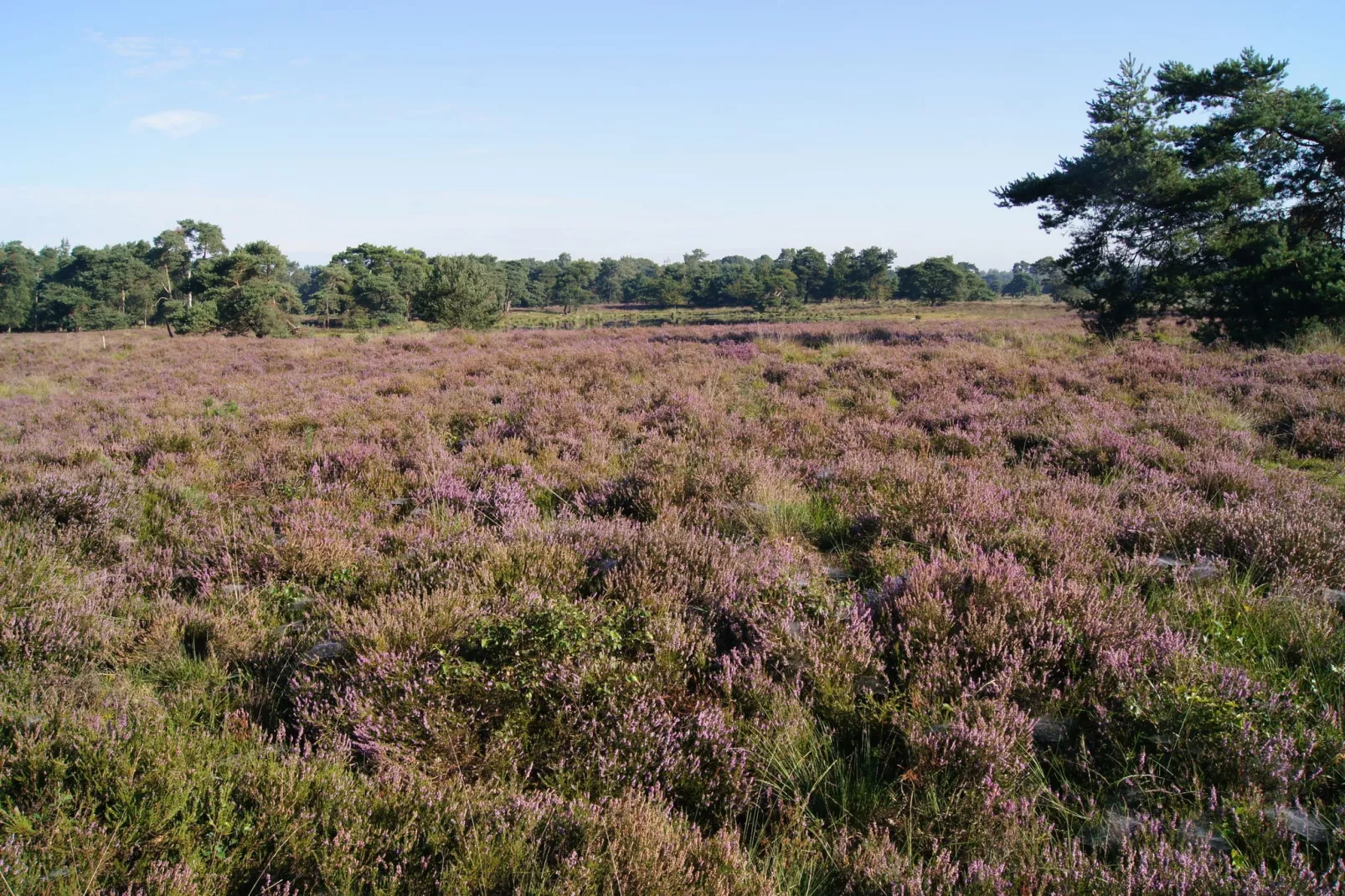 De Maaijen-Areas summer 5km