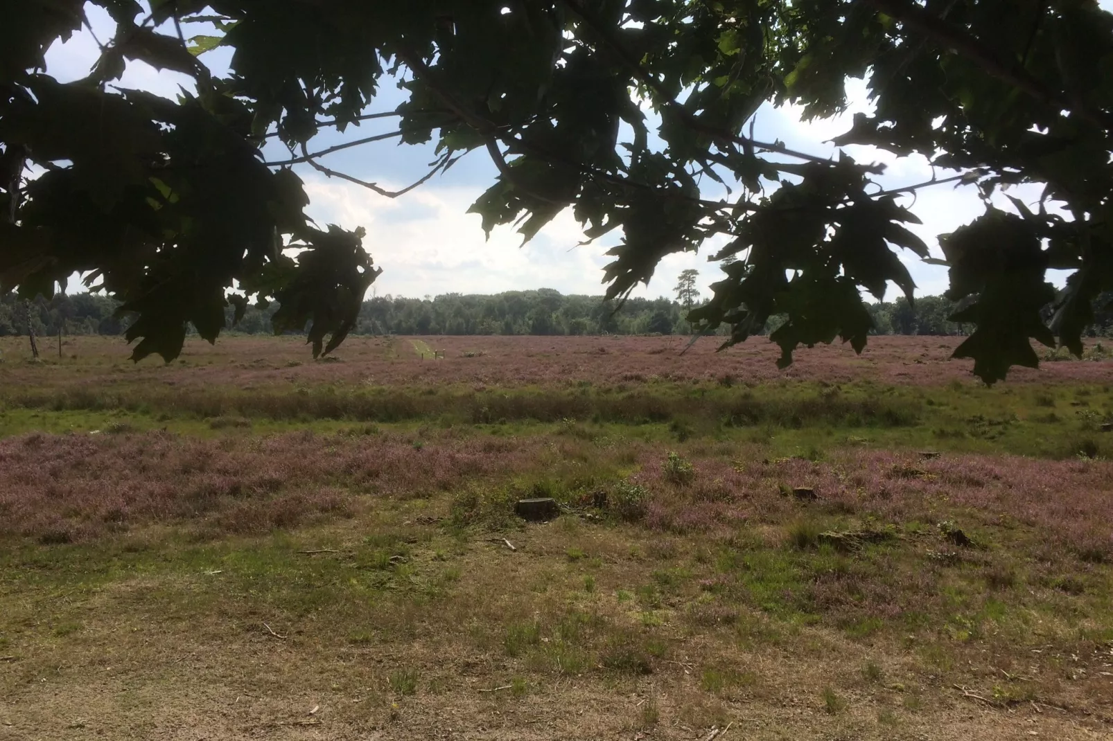 De Maaijen-Areas summer 5km
