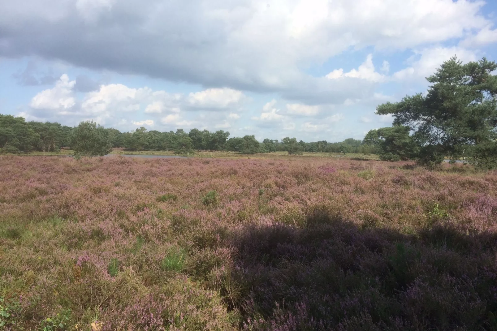 De Maaijen-Areas summer 5km