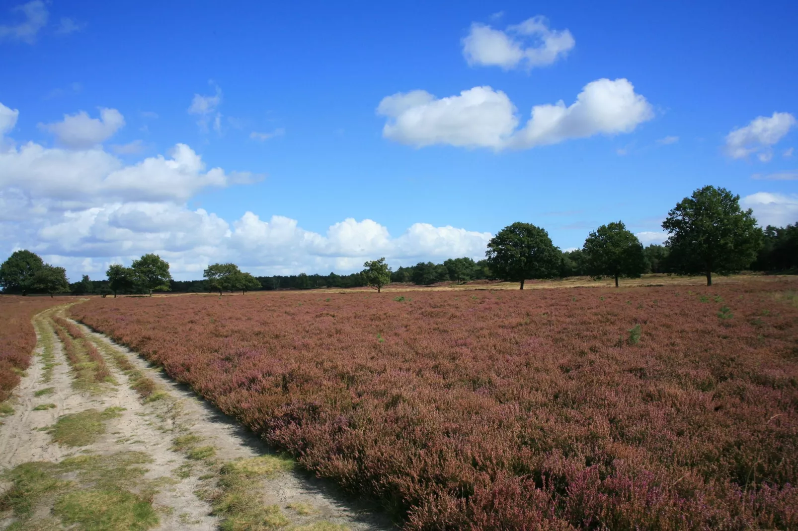 Vakantiepark De Heihorsten 2-Areas summer 5km