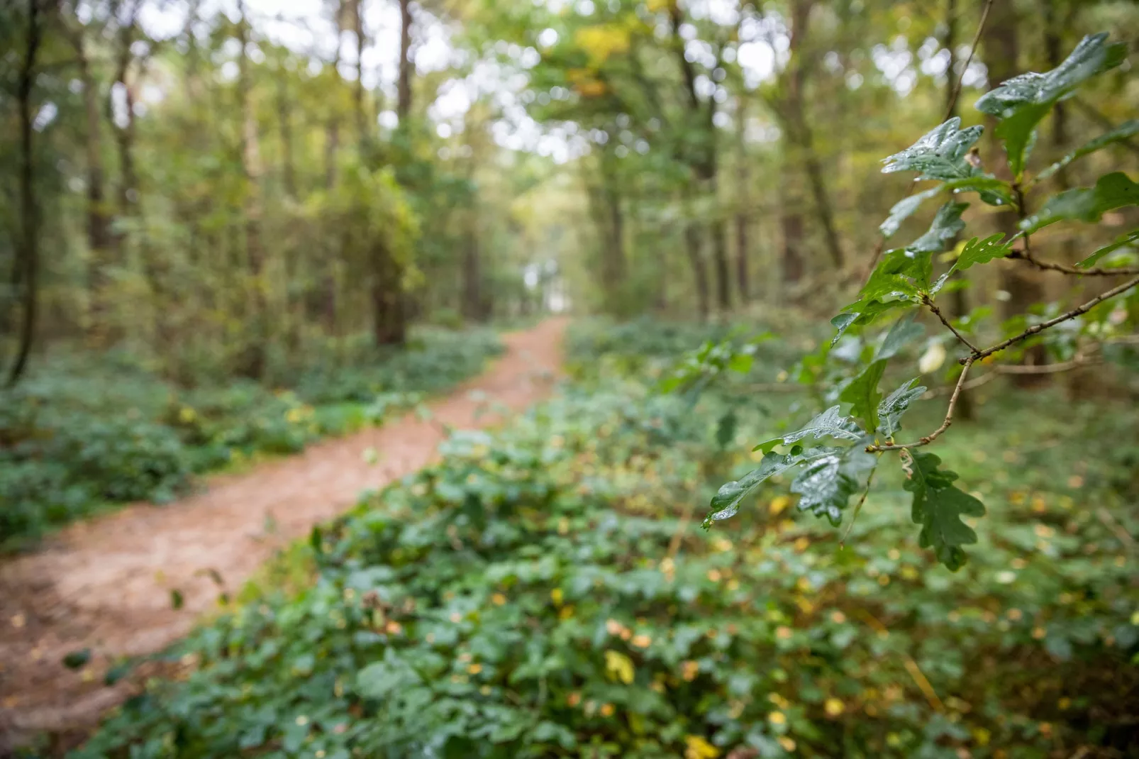Vakantiepark De Heihorsten 2-Areas summer 5km