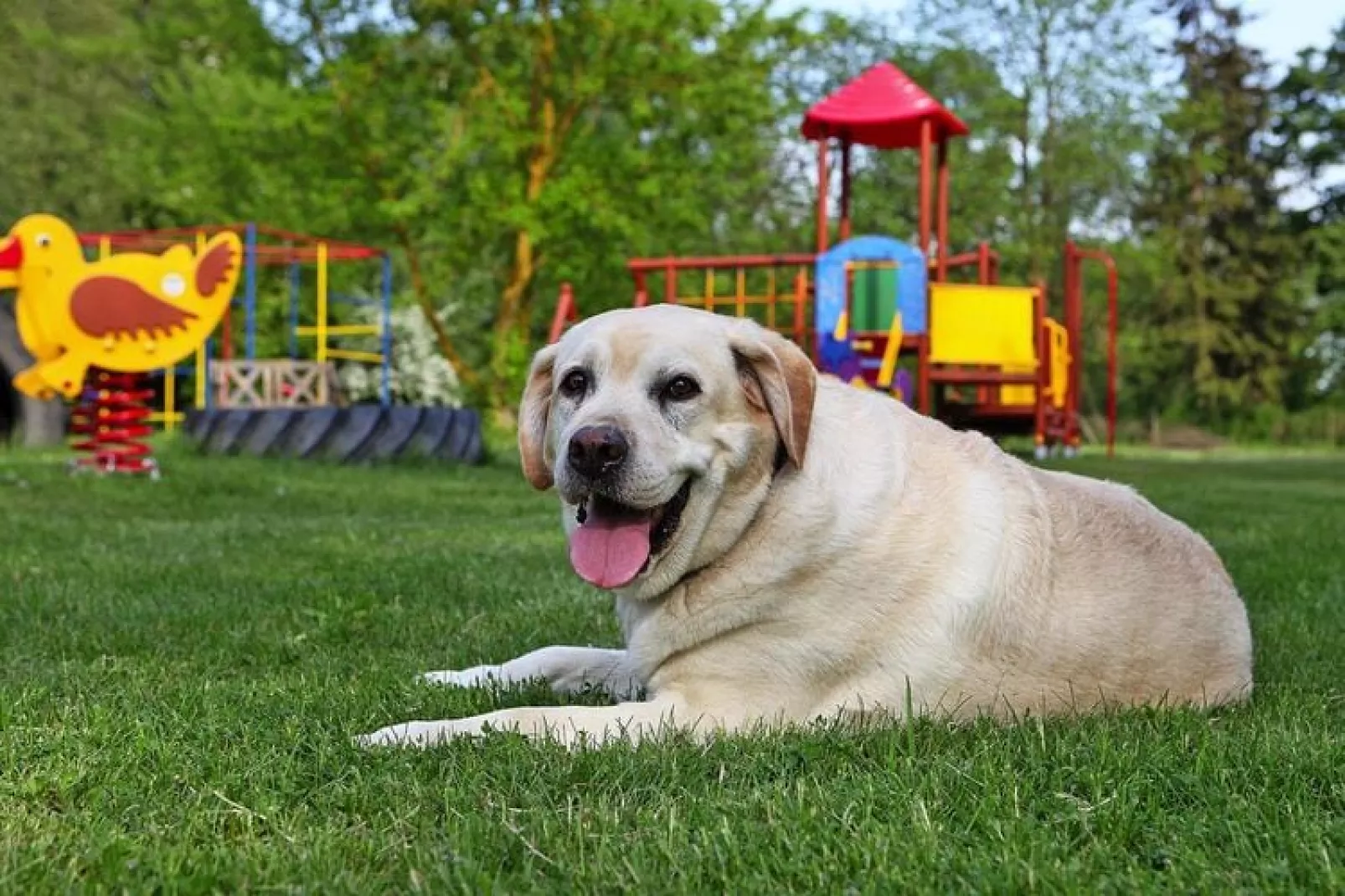 FH mit Hund 7-8 Personen 135 qm-Gardens summer