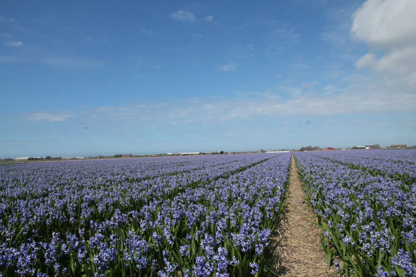 Wildrijk-Gebiete Sommer 1 km