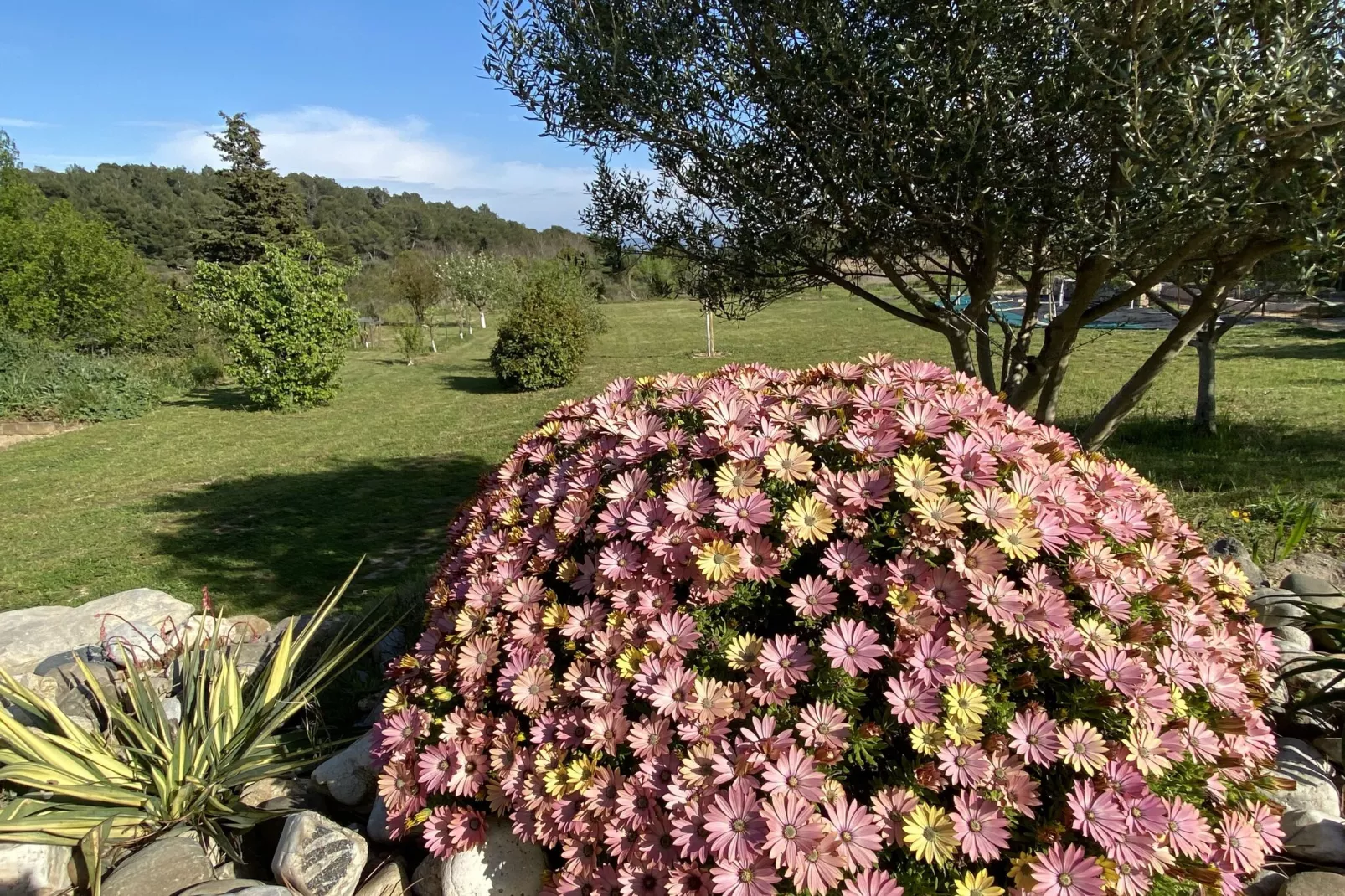 Villa Lézignan-Gardens summer