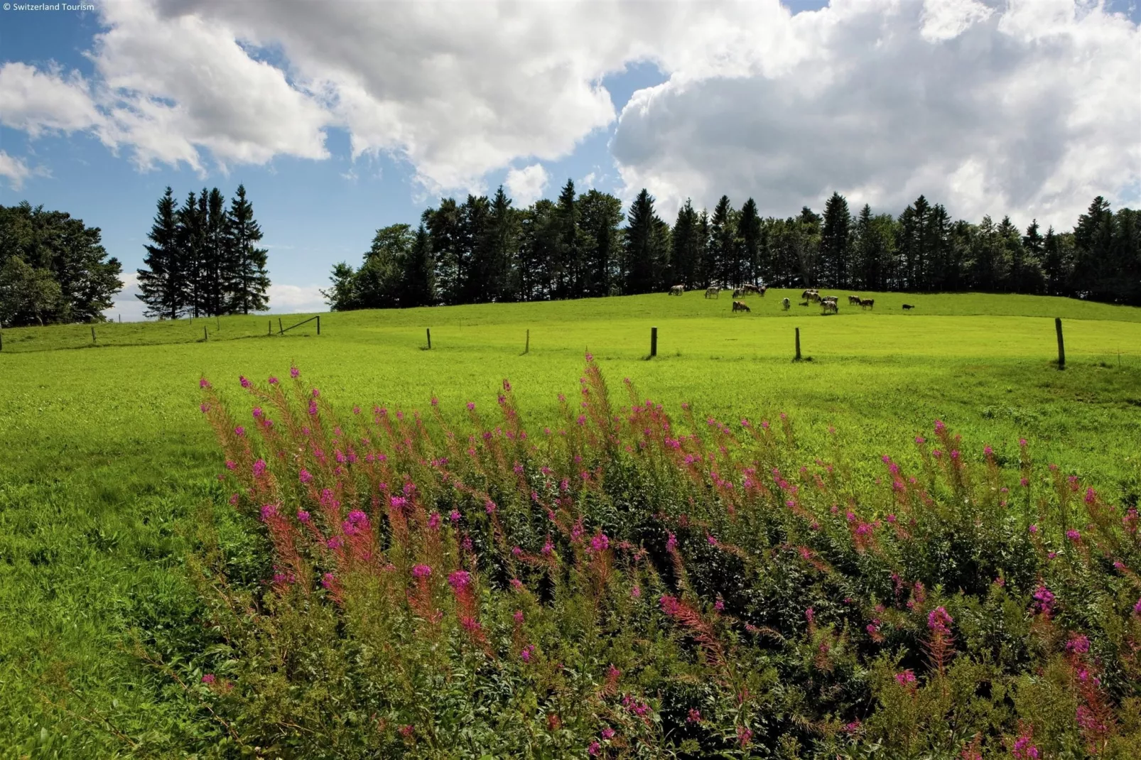 Residence Edelweiss-Areas summer 20km