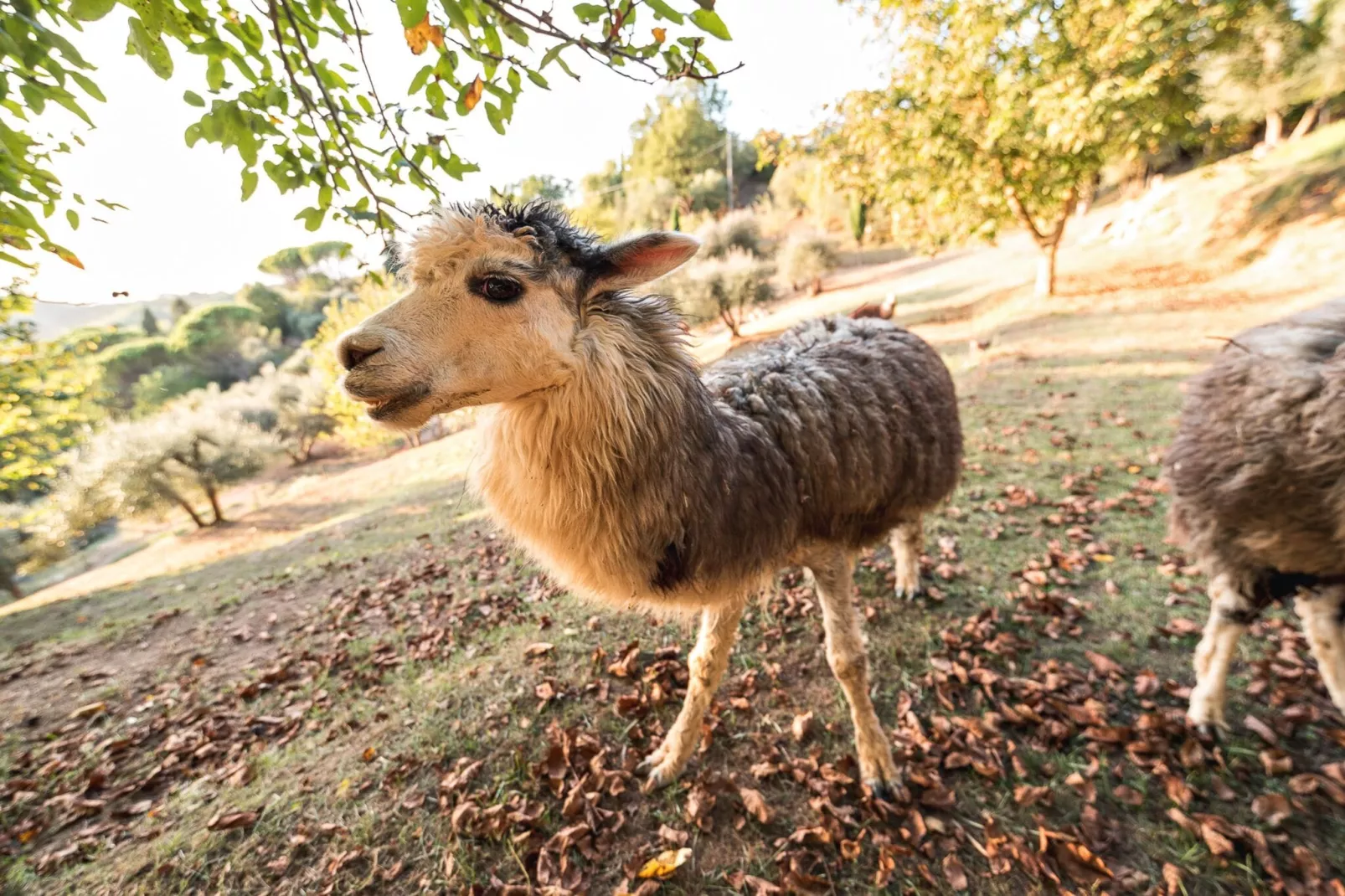 Alpaca-Aussicht Sommer