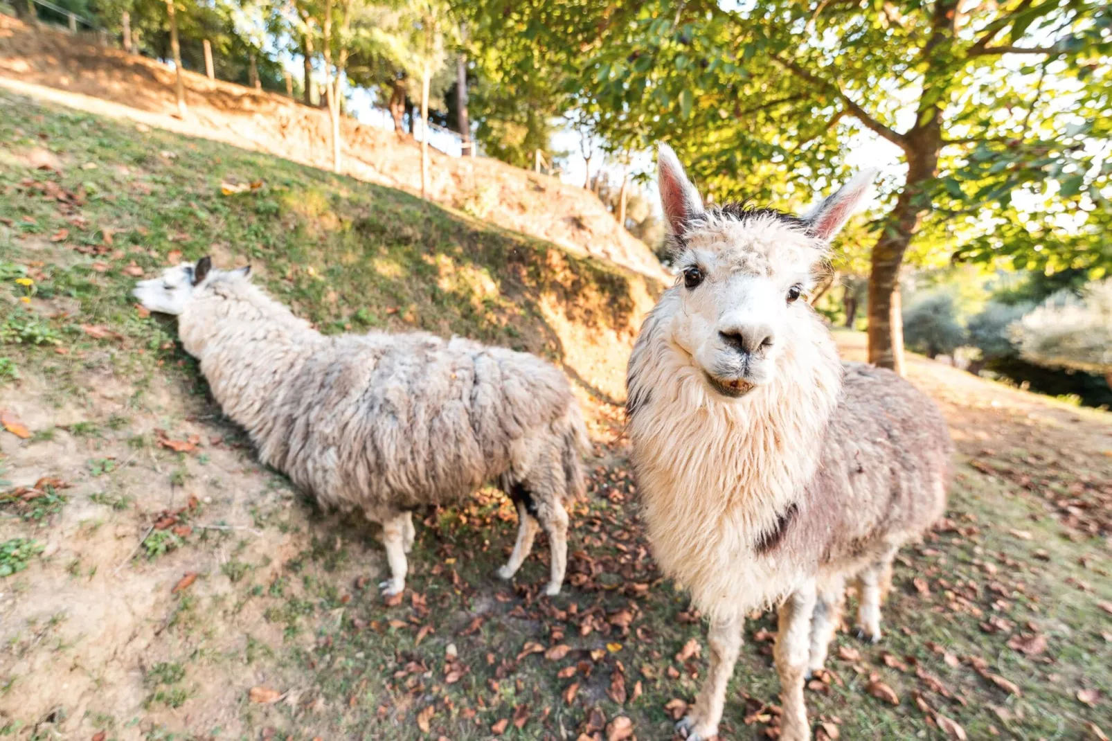 Alpaca-Aussicht Sommer