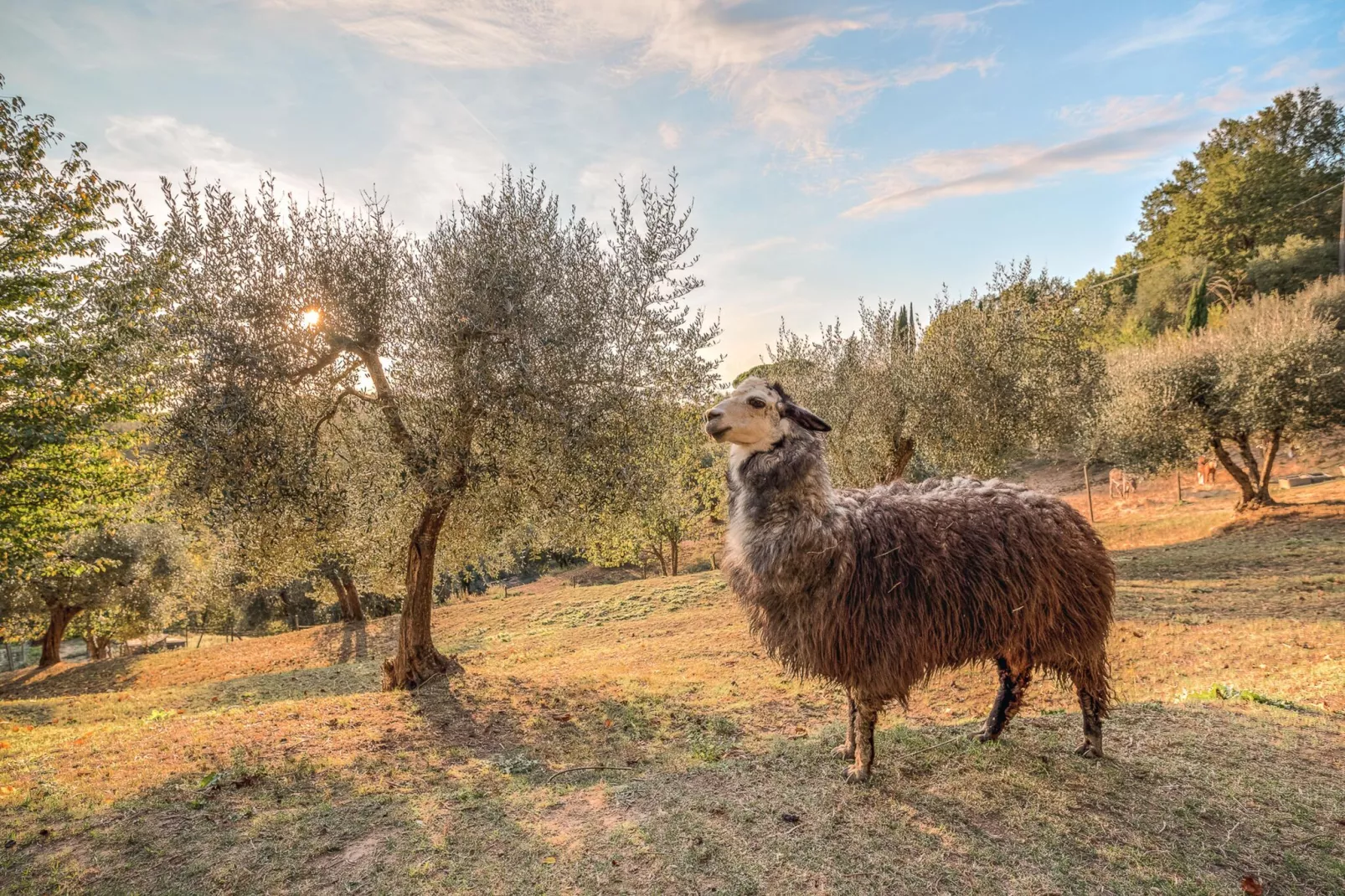 Alpaca-Aussicht Sommer