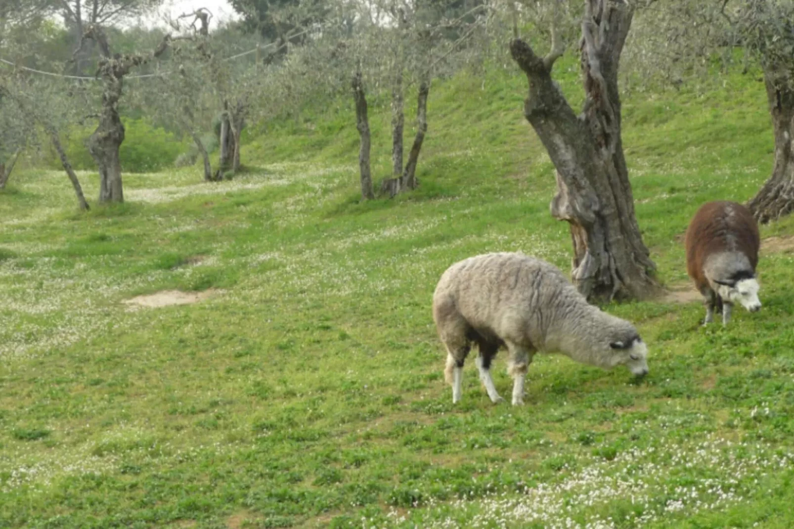Alpaca