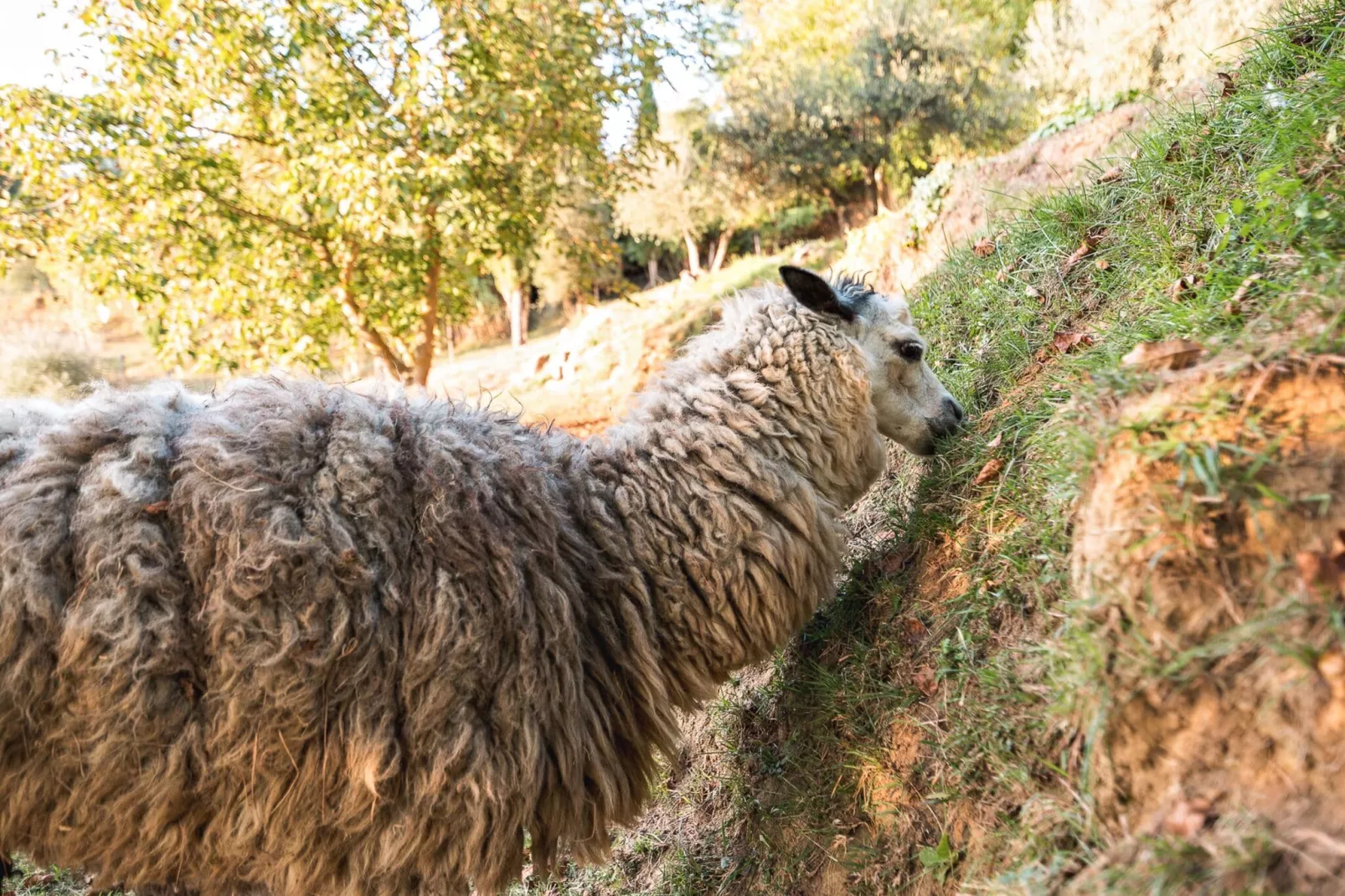 Alpaca-Gebiete Sommer 1 km