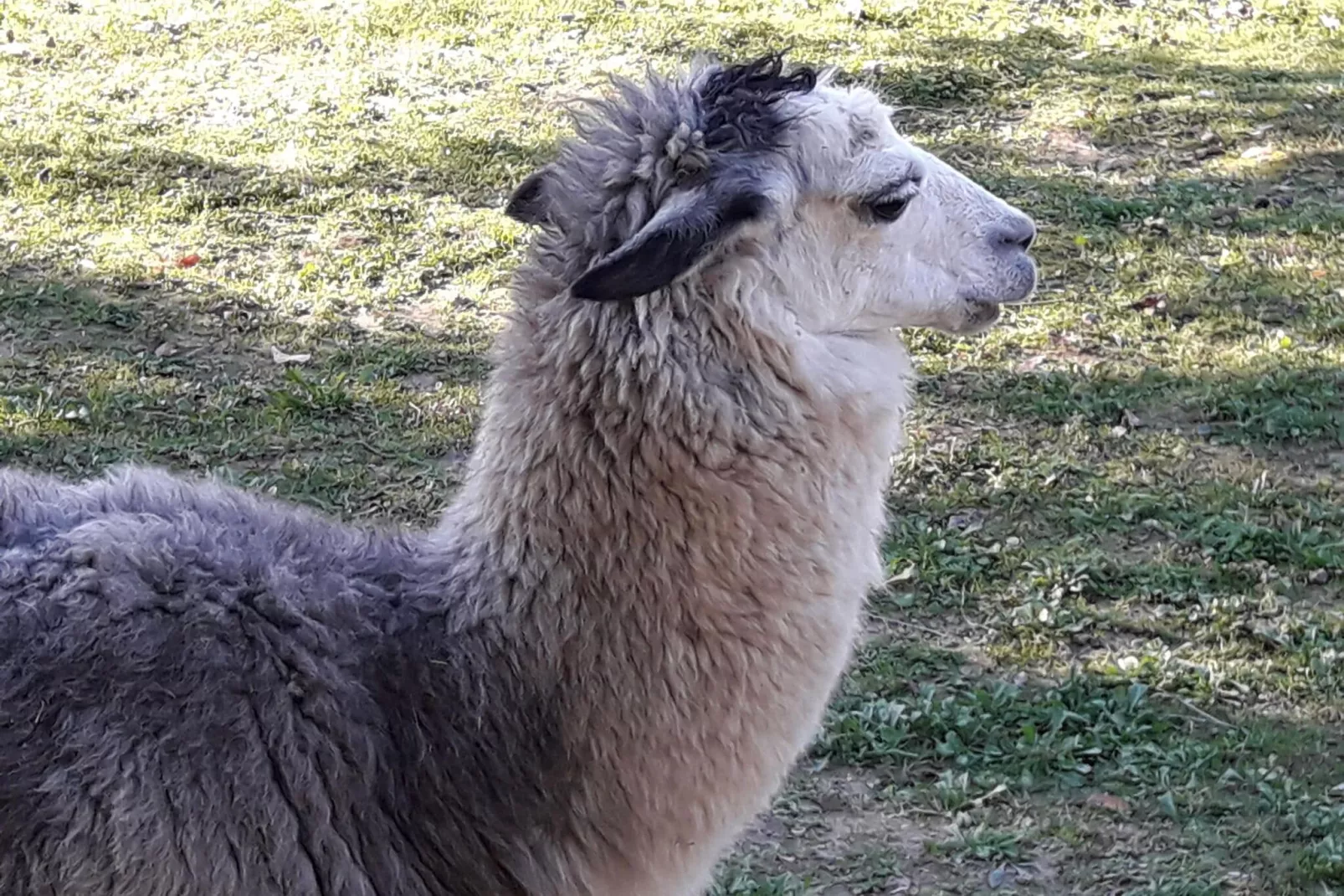 Alpaca-Ambiente