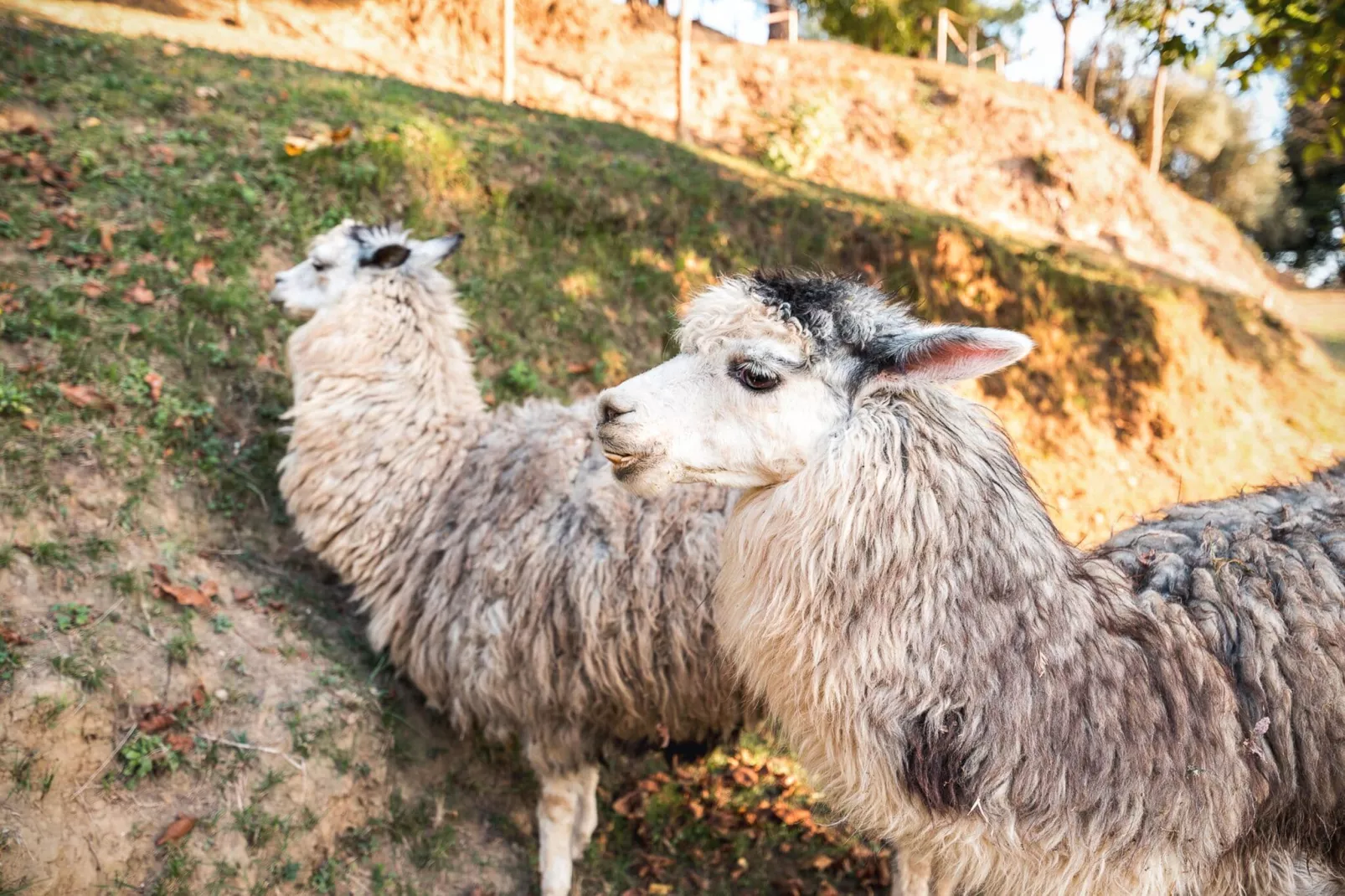 Alpaca-Ambiente