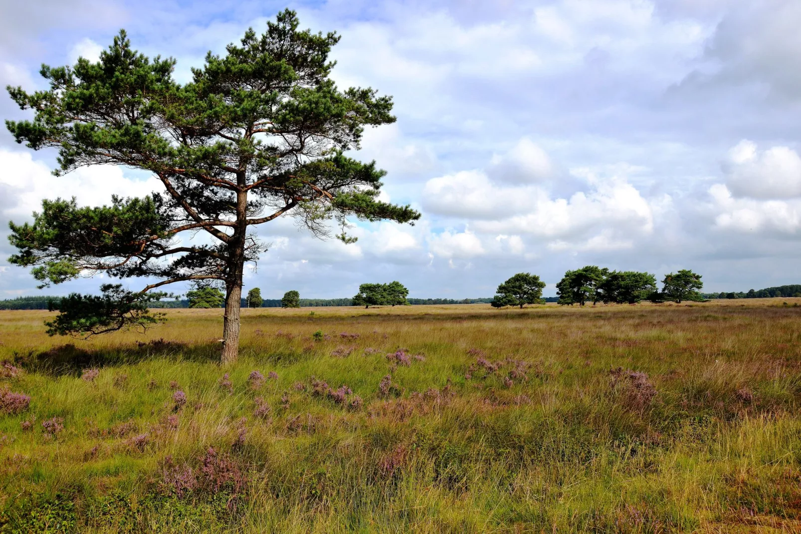 Landhuis de Linde-Areas summer 20km