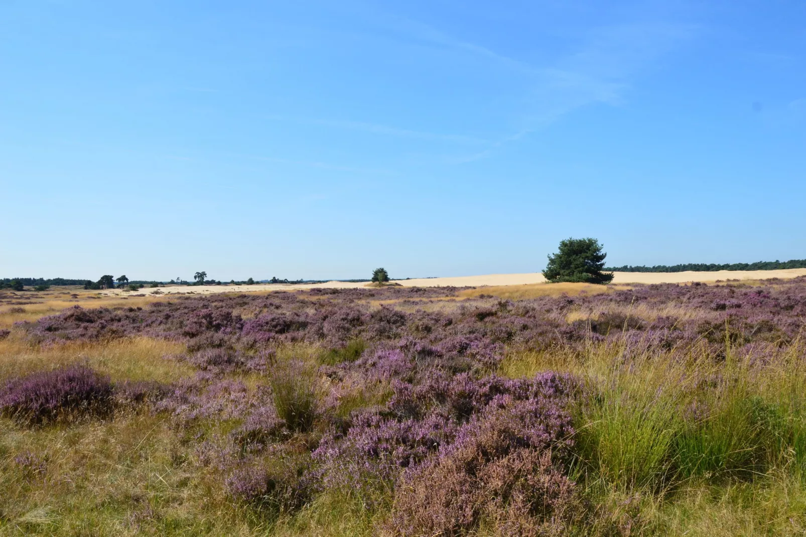 Poort naar de Veluwe-Areas summer 20km