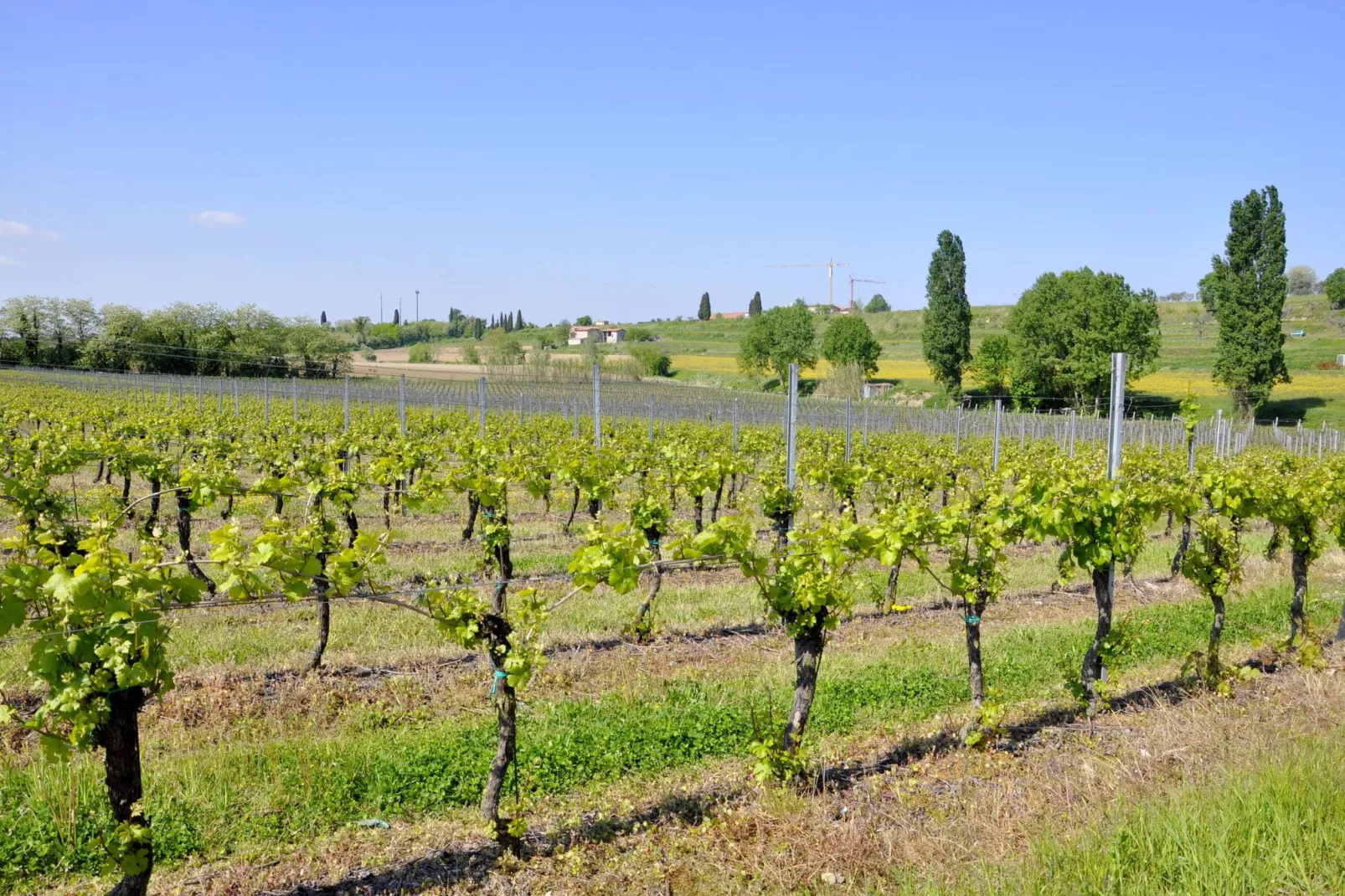 Molini Tredici-Areas summer 1km