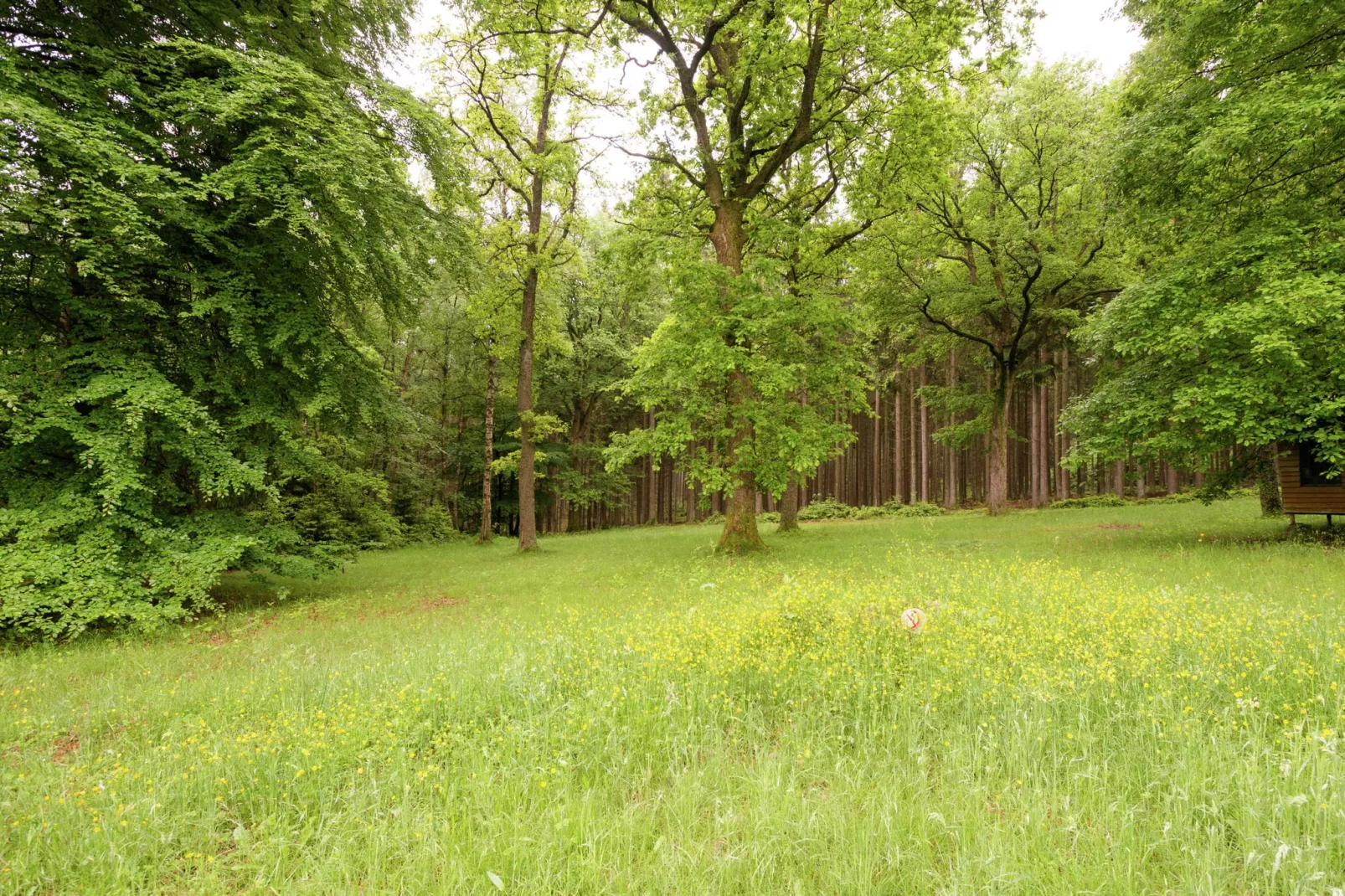 Red Hazels-Gebiete Sommer 1 km