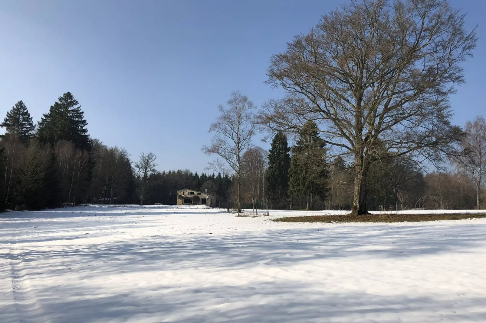Red Hazels-Außenbereich Winter