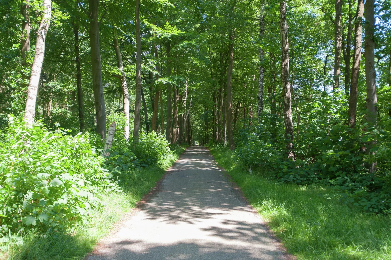 De Meerkoet-Areas summer 5km