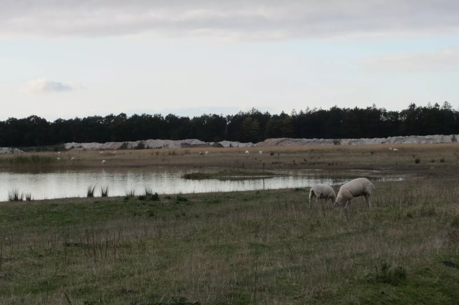 Vakantiepark Eigen Wijze 5-Areas summer 1km