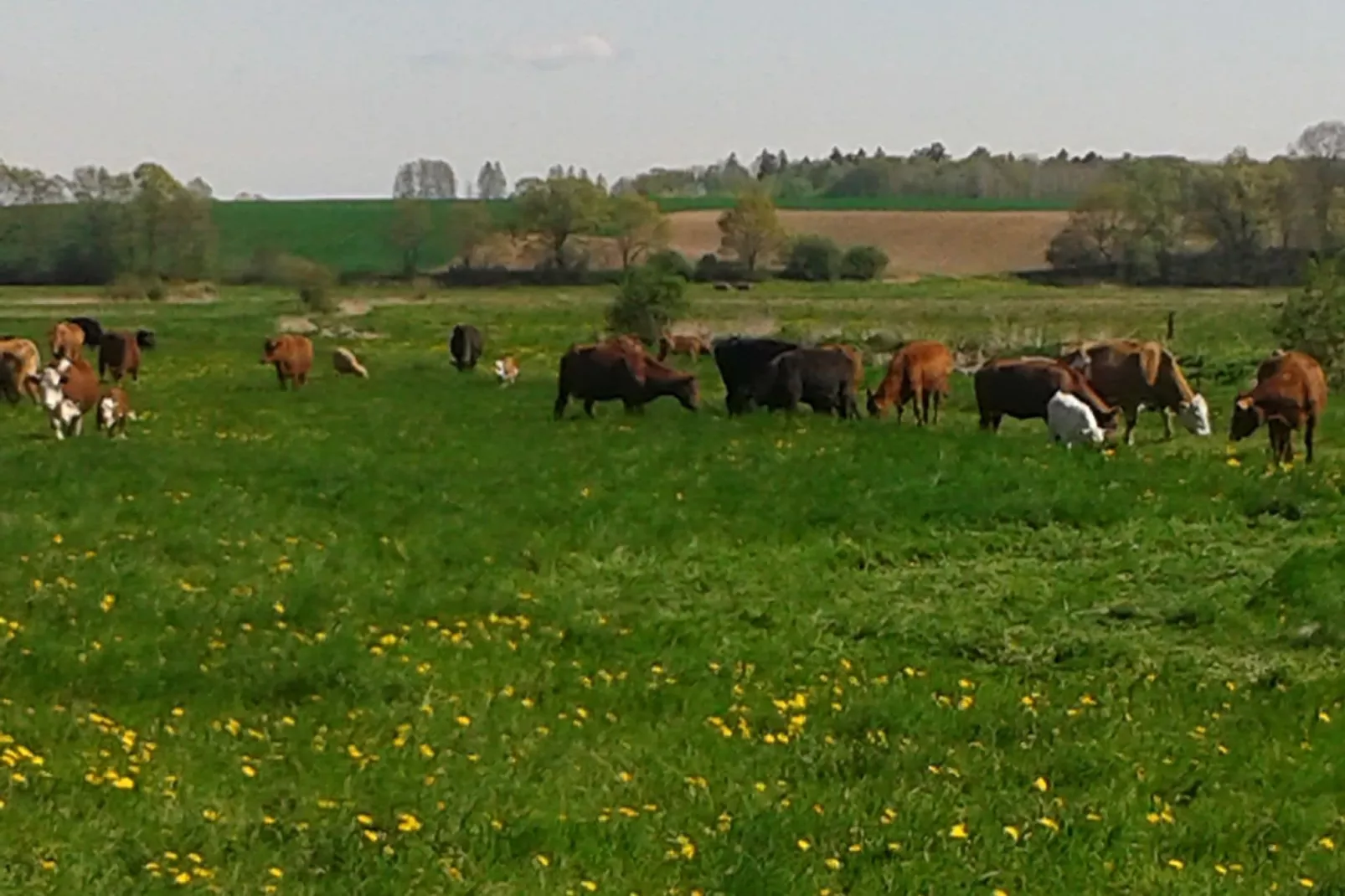 Am Haflingergestüt-Areas summer 20km