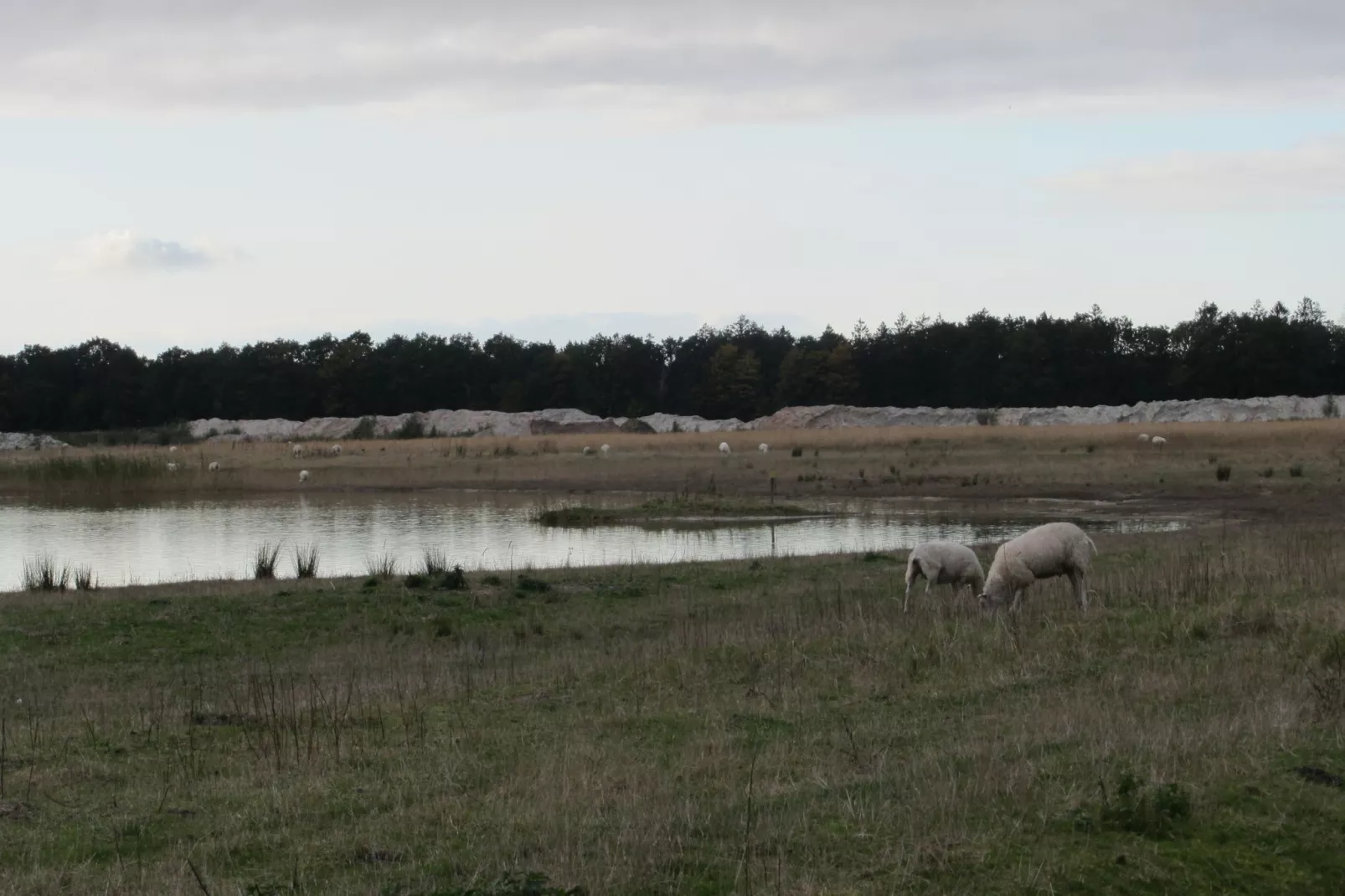 Vakantiepark Eigen Wijze 8-Areas summer 1km