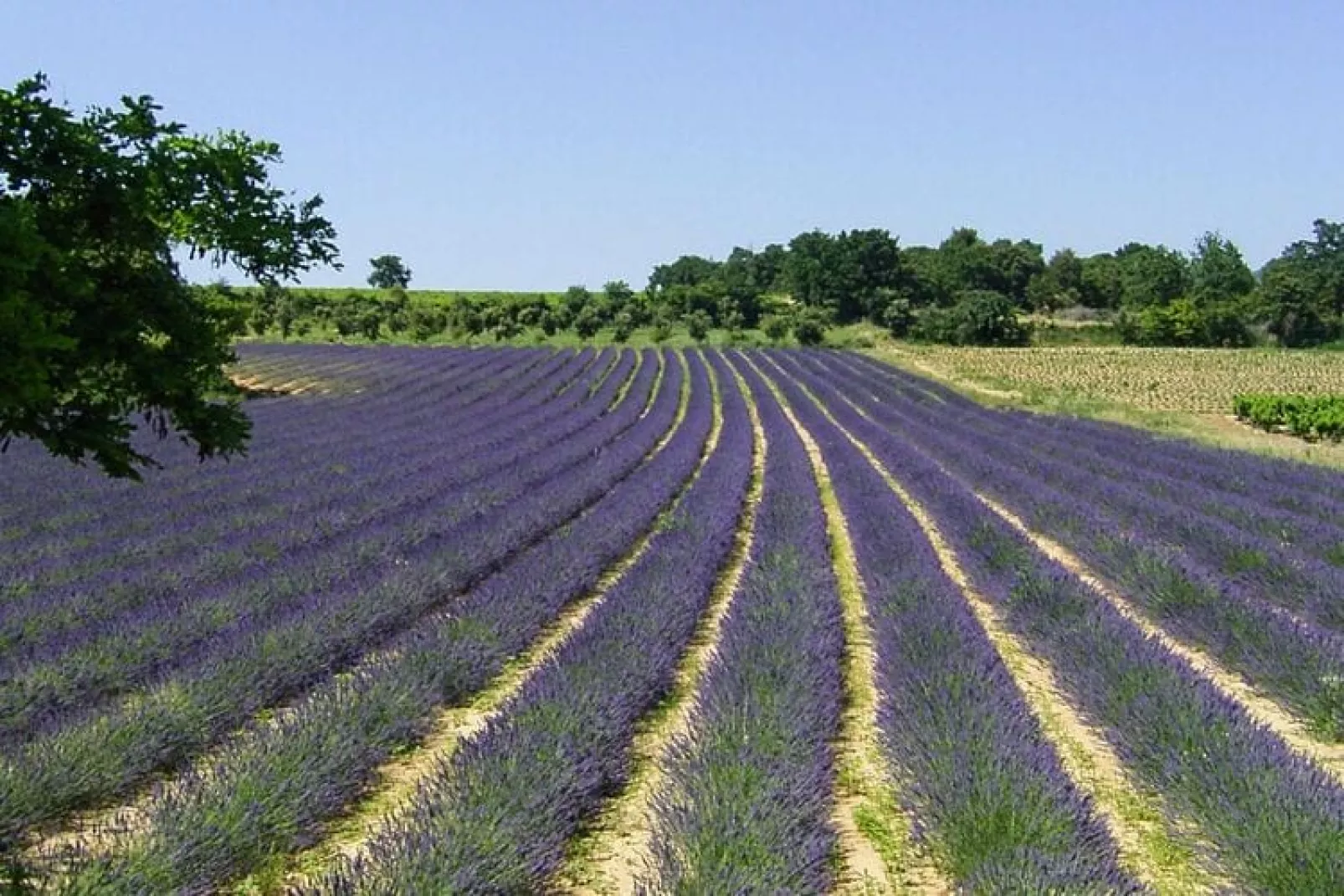 Ferienhaus in Vaison-la-Romaine-Areas summer 5km