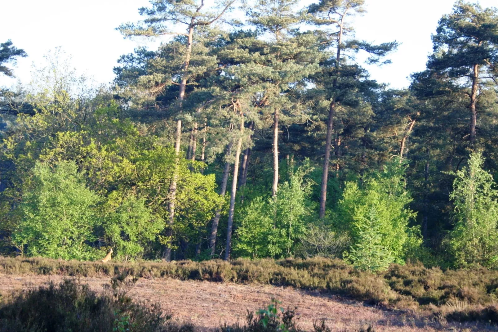 Residence de Eese 20-Areas summer 5km