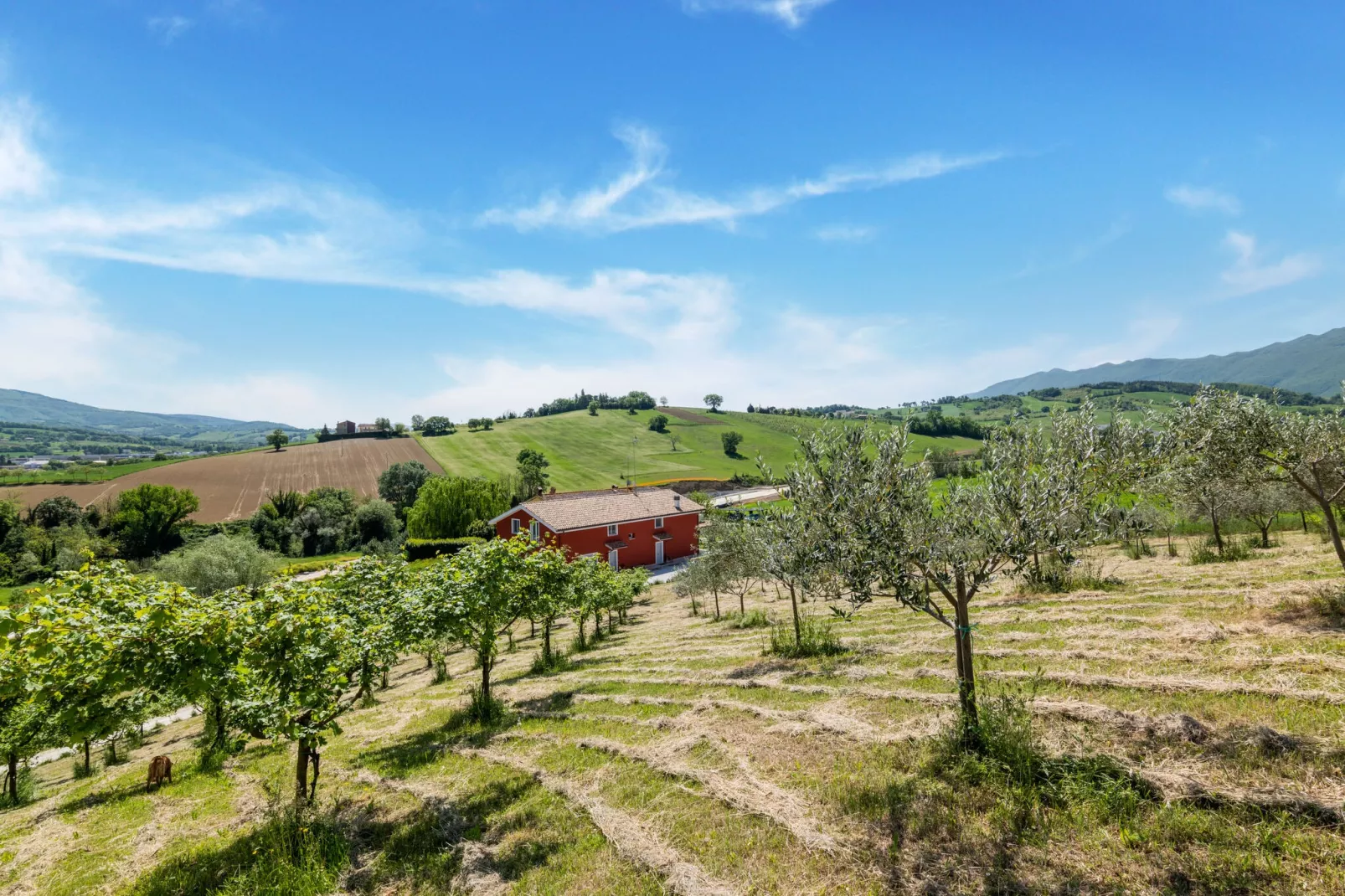 La Casa del Verdicchio-Areas summer 5km