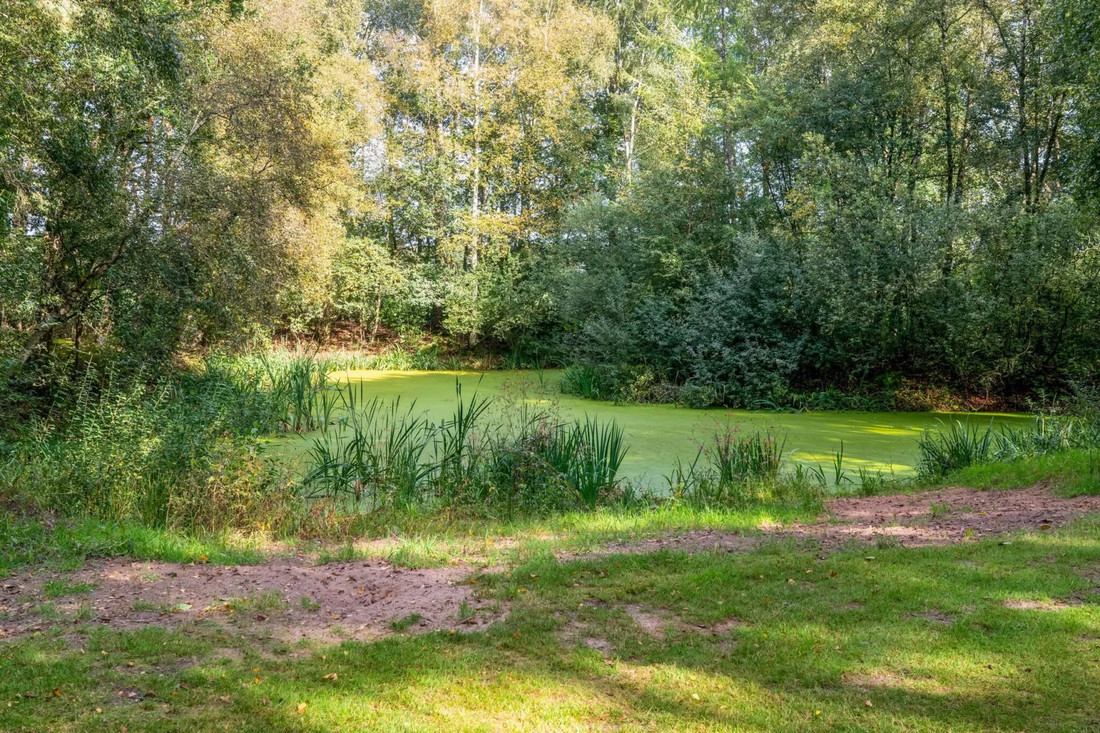 Het Boshuisje-View summer