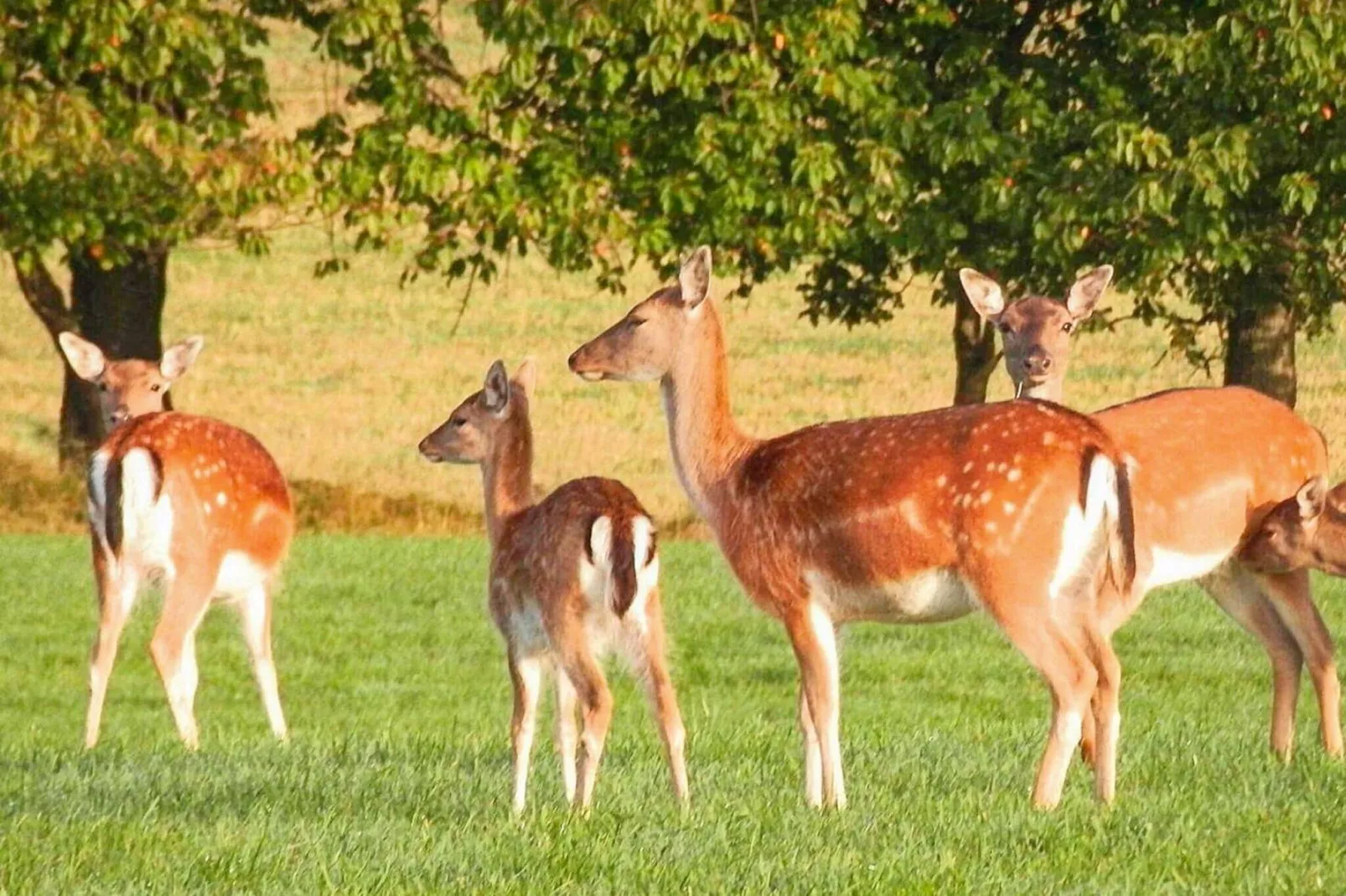 Maison de vacances pour 4 a VEBERÖD-By Traum-Vue